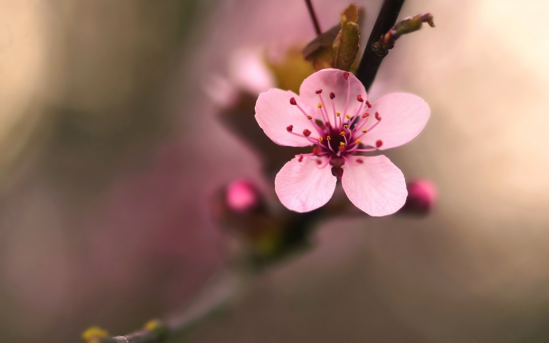 macro fleur nature cerise flore feuille branche pomme croissance à l extérieur arbre copain flou jardin pétale délicat