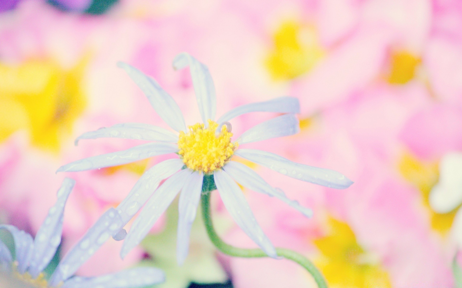 macro flower nature summer flora bright leaf color floral growth easter garden pastel