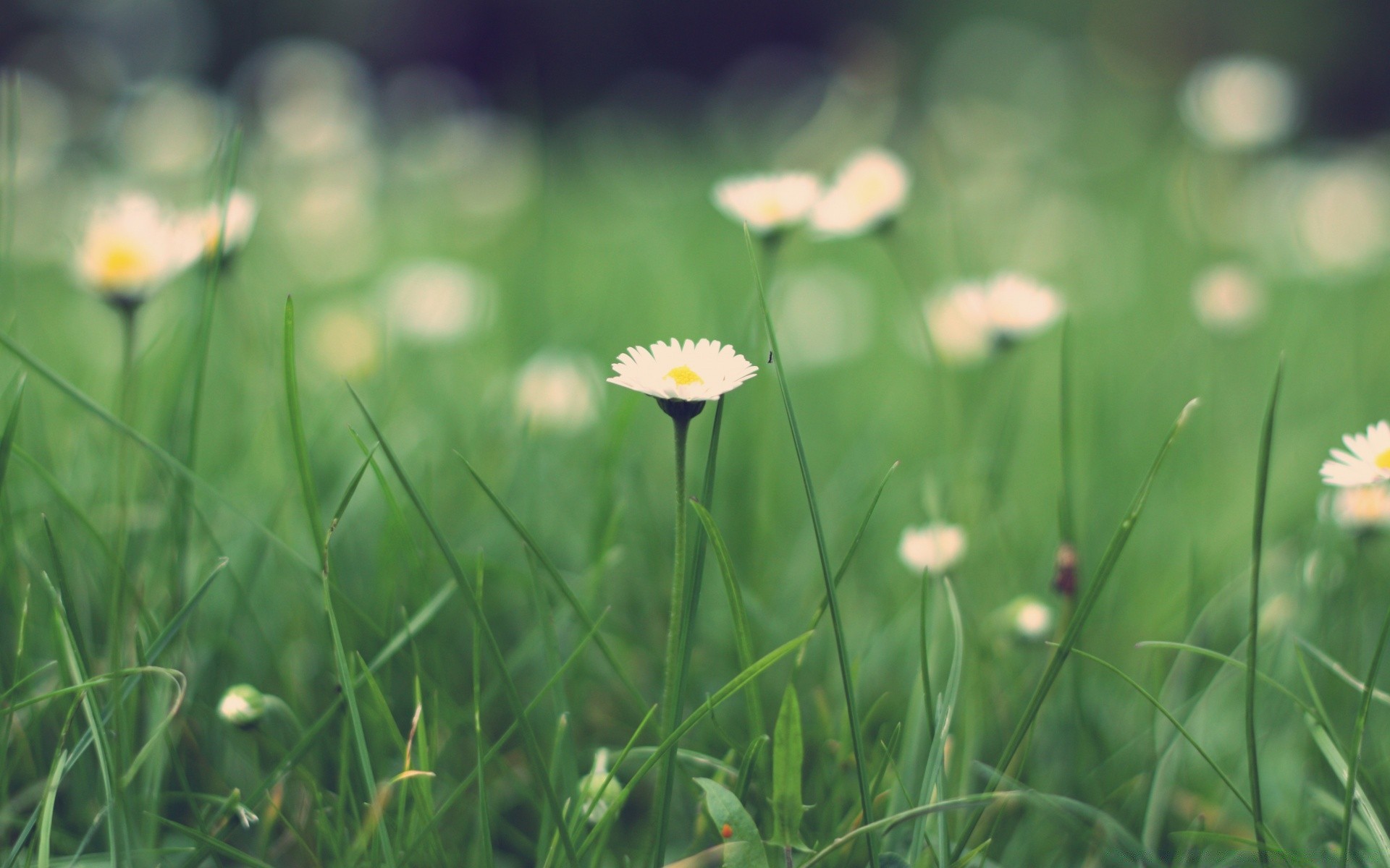 makro gras heuhaufen feld natur sommer flora blume sonne rasen garten gutes wetter ländlich wachstum blatt saison medium hell im freien blumen