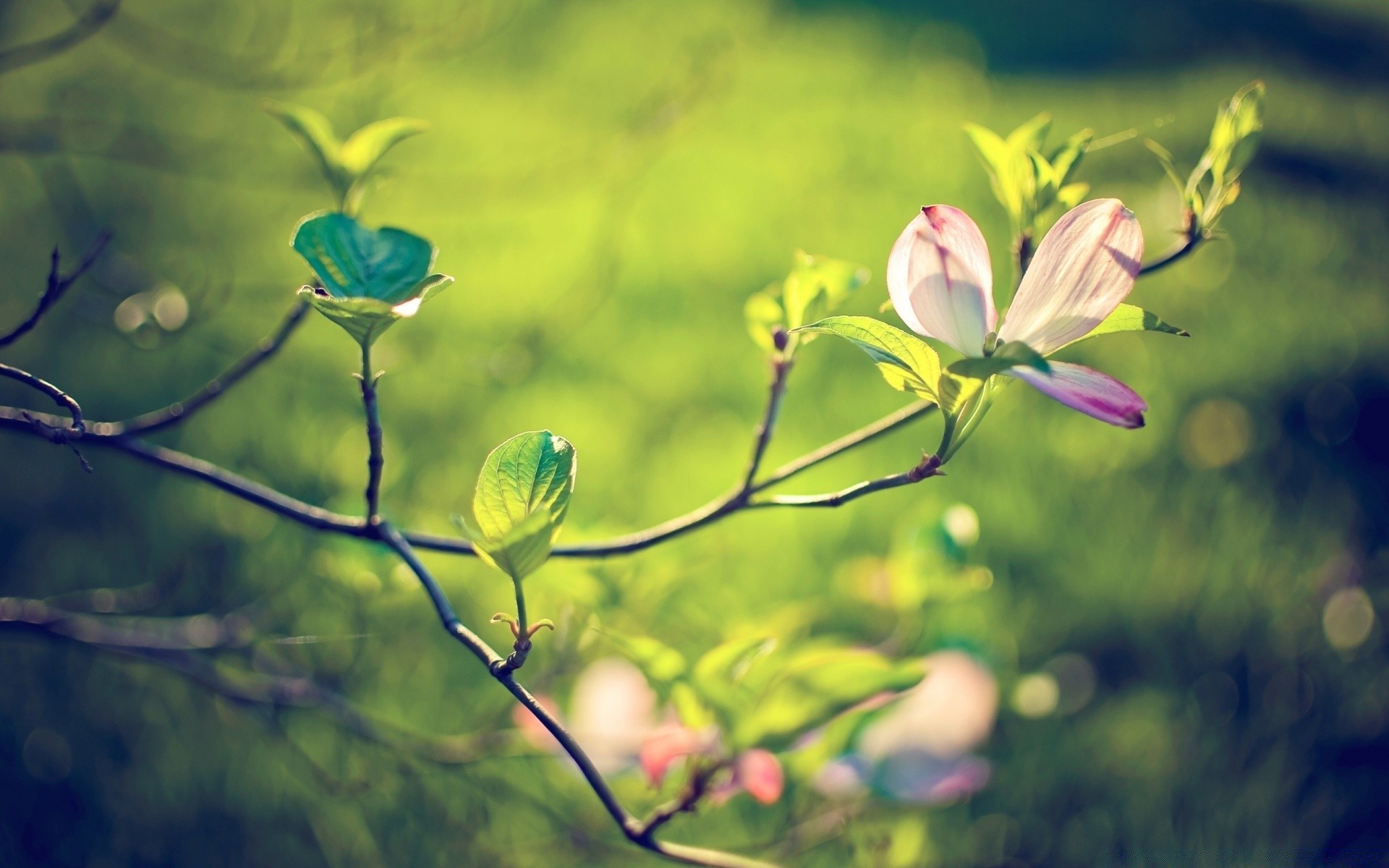 macro leaf flower nature flora garden summer outdoors bright color park close-up growth floral beautiful environment blooming