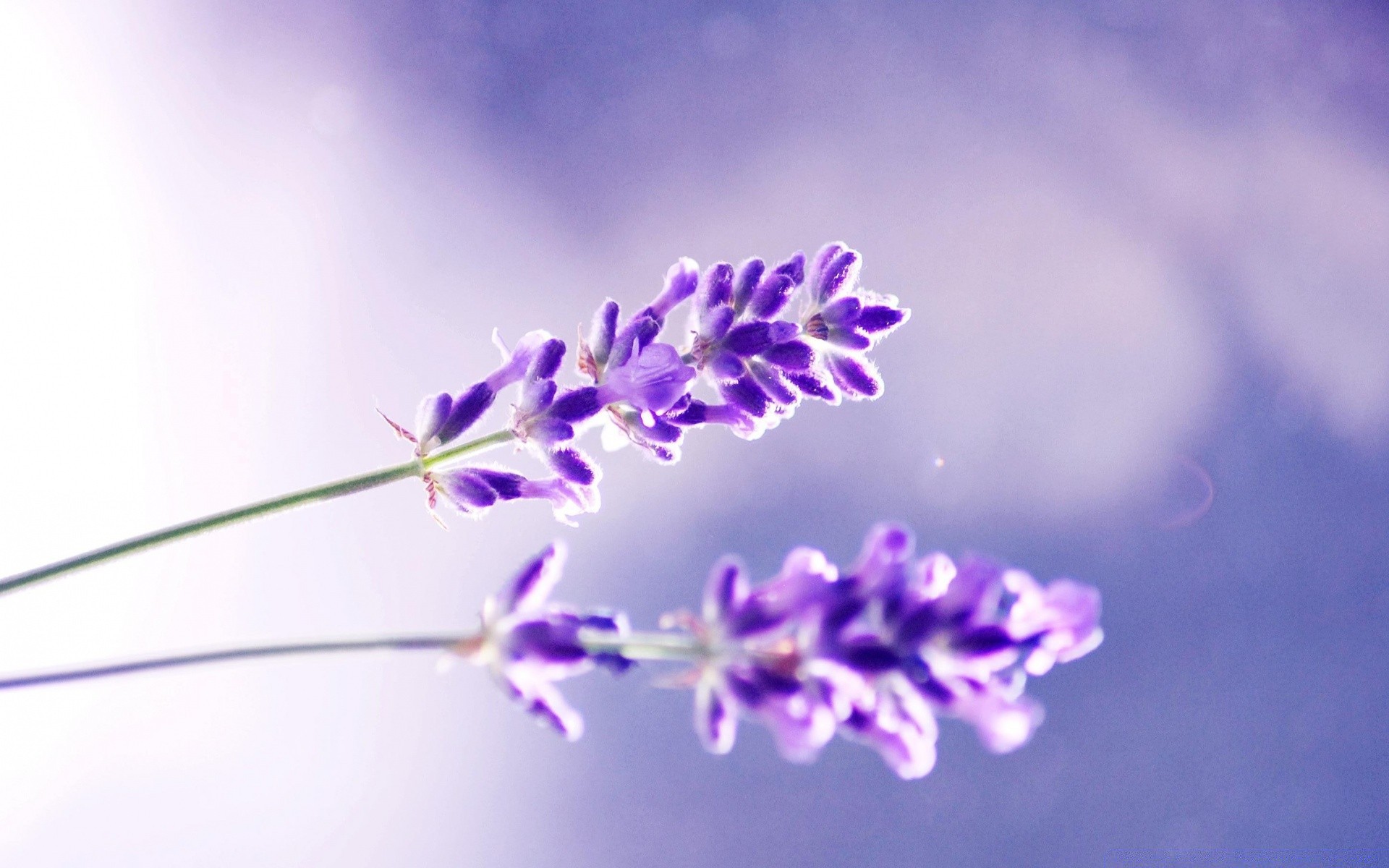 macro natureza flor flora verão close-up cor lavanda