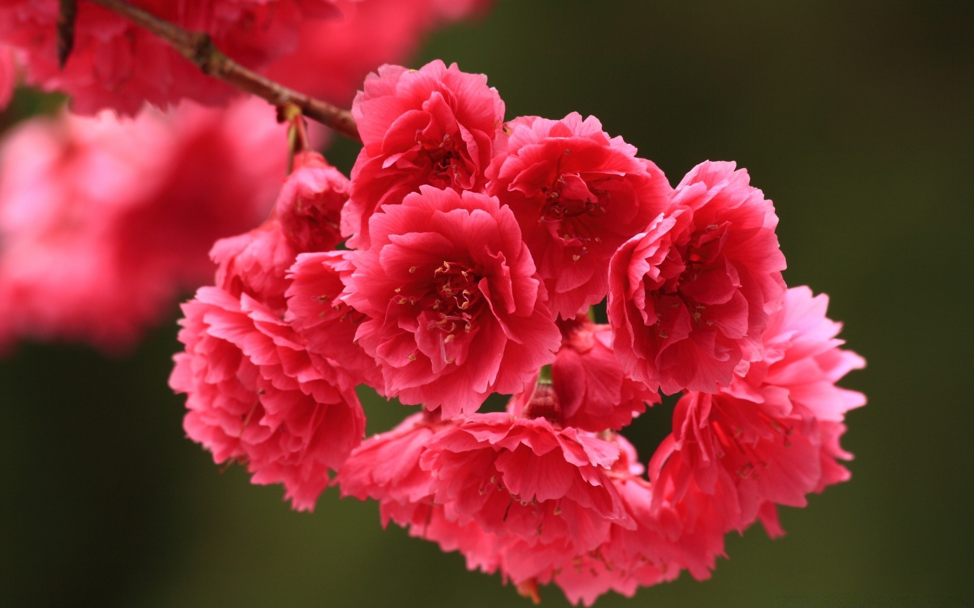 macro flower nature flora petal leaf garden blooming summer outdoors floral bright tree color branch