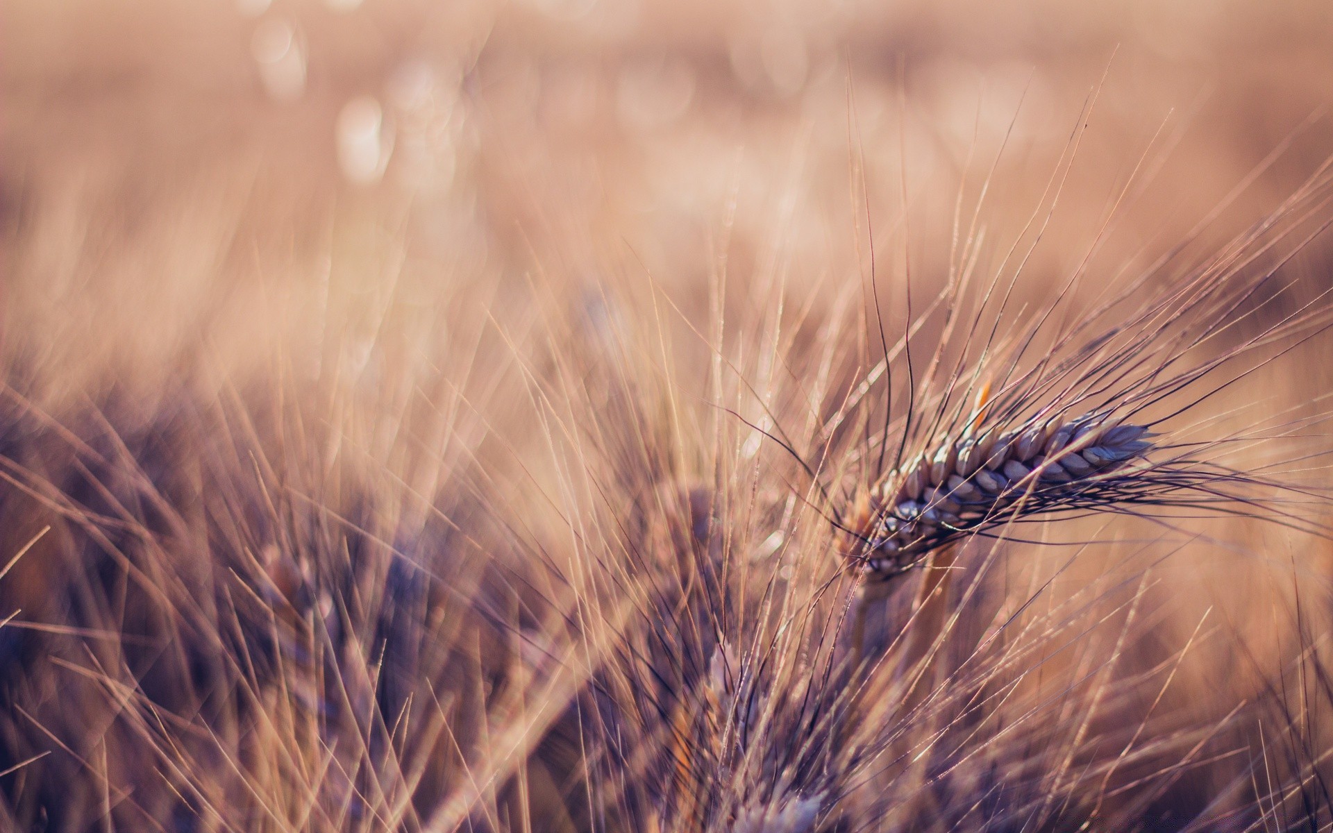 makro weizen getreide feld ernte des ländlichen natur weide brot mais samen stroh gold gras roggen bauernhof im freien trocken landschaft wachstum