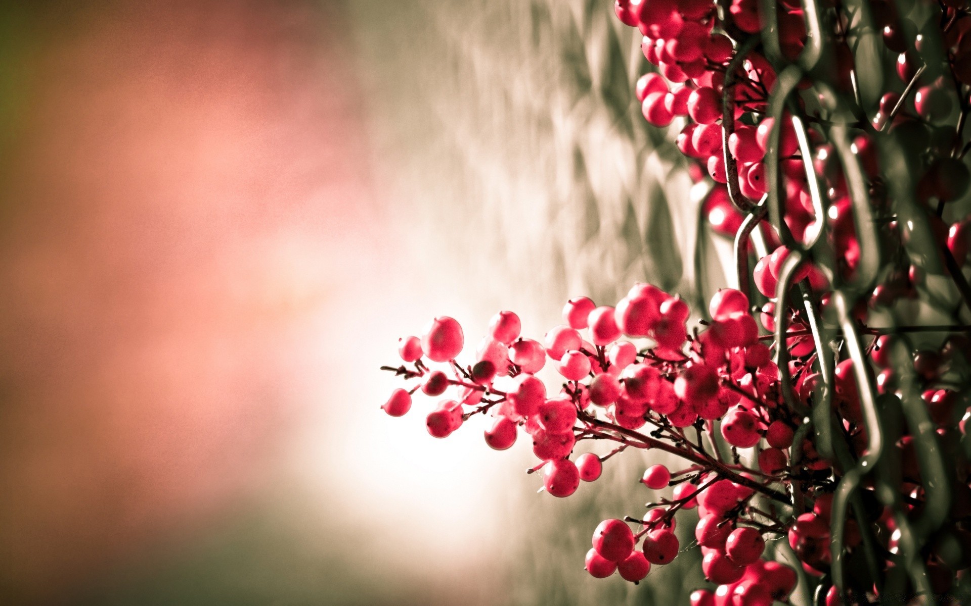 makro fotoğrafçılığı doğa çiçek flora yaprak bahçe ağaç şube renk sezon yaz büyüme parlak