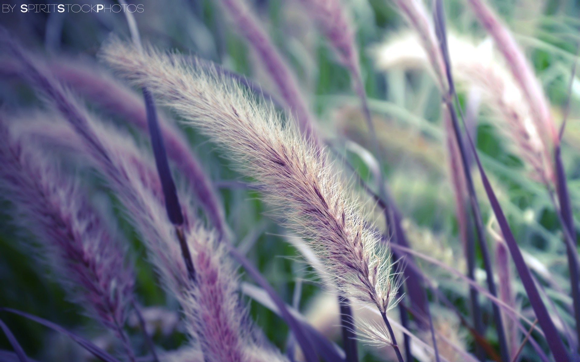 makro feld hell flora sommer gras natur schließen wachstum farbe blume heuhaufen schön spike des ländlichen gut flocken desktop im freien landwirtschaft