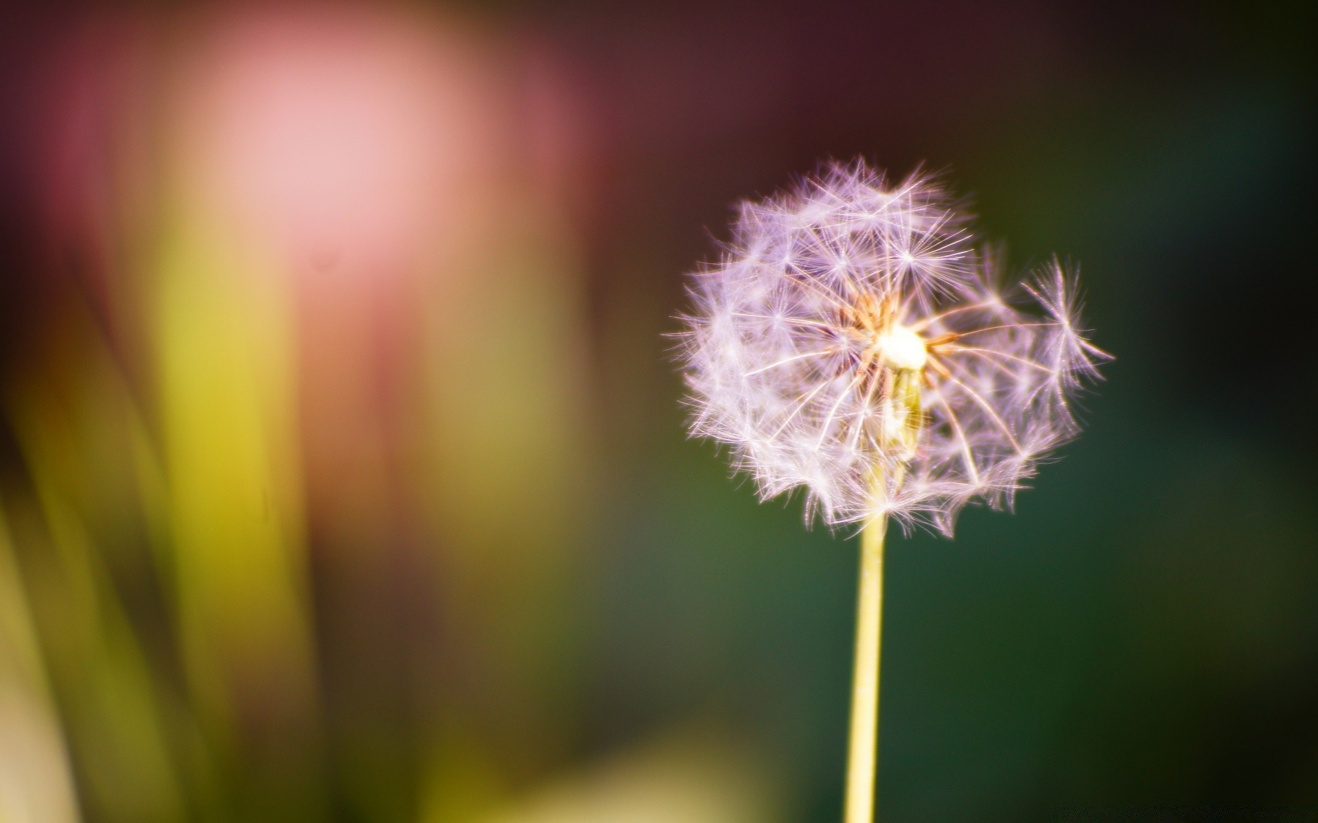 makroaufnahme natur blume sommer flora löwenzahn farbe hell unschärfe wachstum sanft garten blatt gras schale