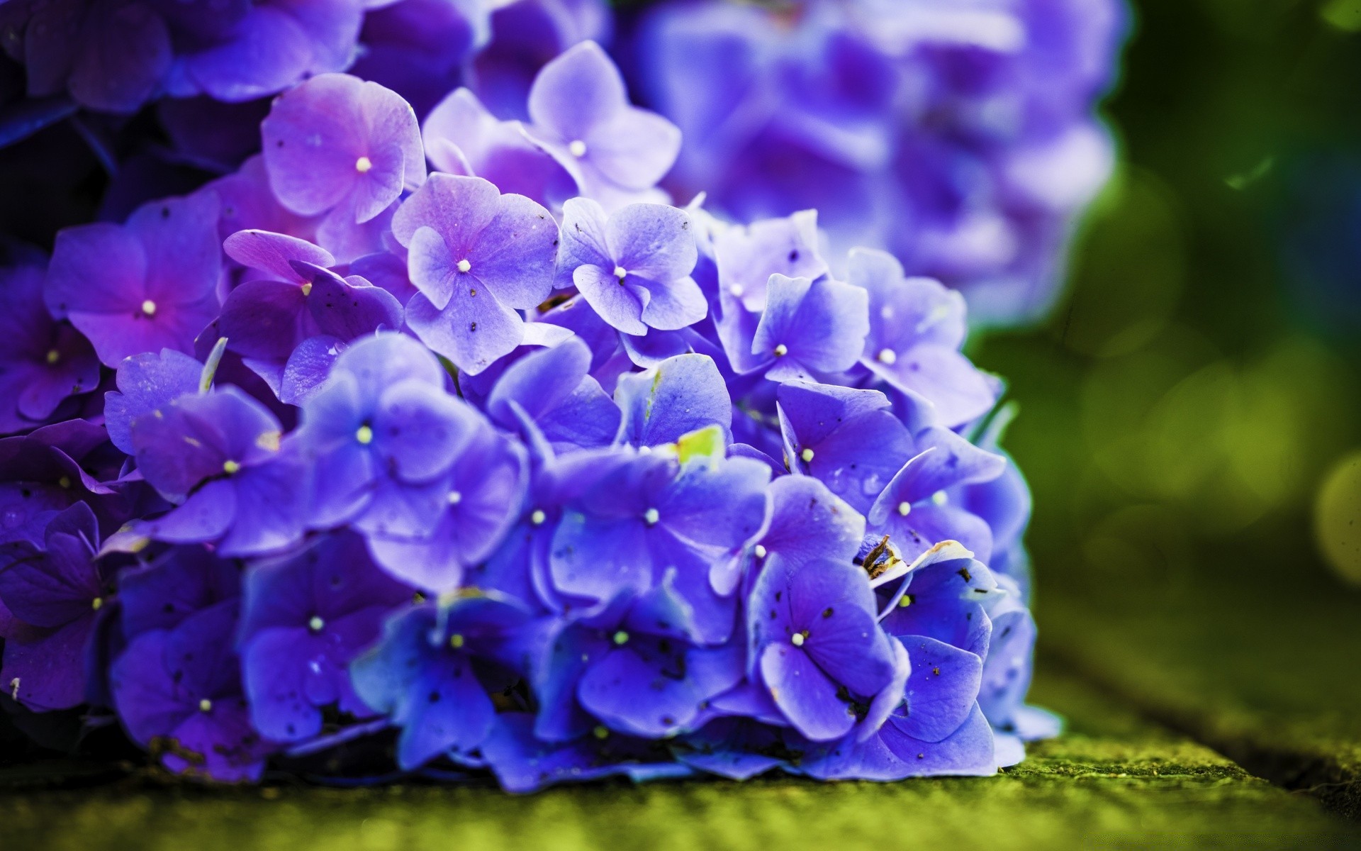 macro fotografia fiore natura flora giardino floreale petalo foglia fioritura crescita all aperto estate violet colore luminoso cluster bouquet