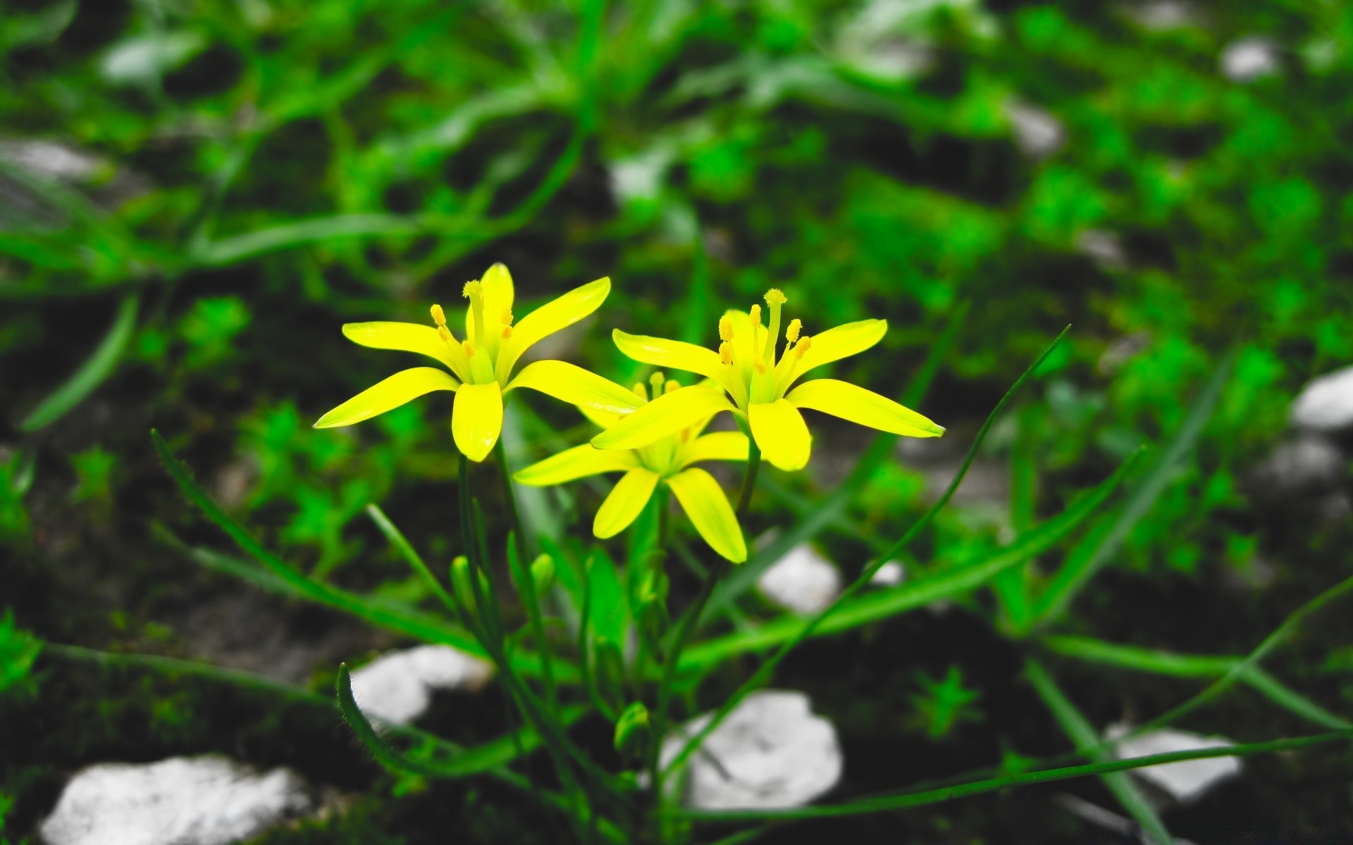 makro fotoğrafçılığı doğa flora yaprak yaz çiçek bahçe çimen yakın çekim açık havada büyüme çevre sezon güzel parlak renk güzel hava vahşi park