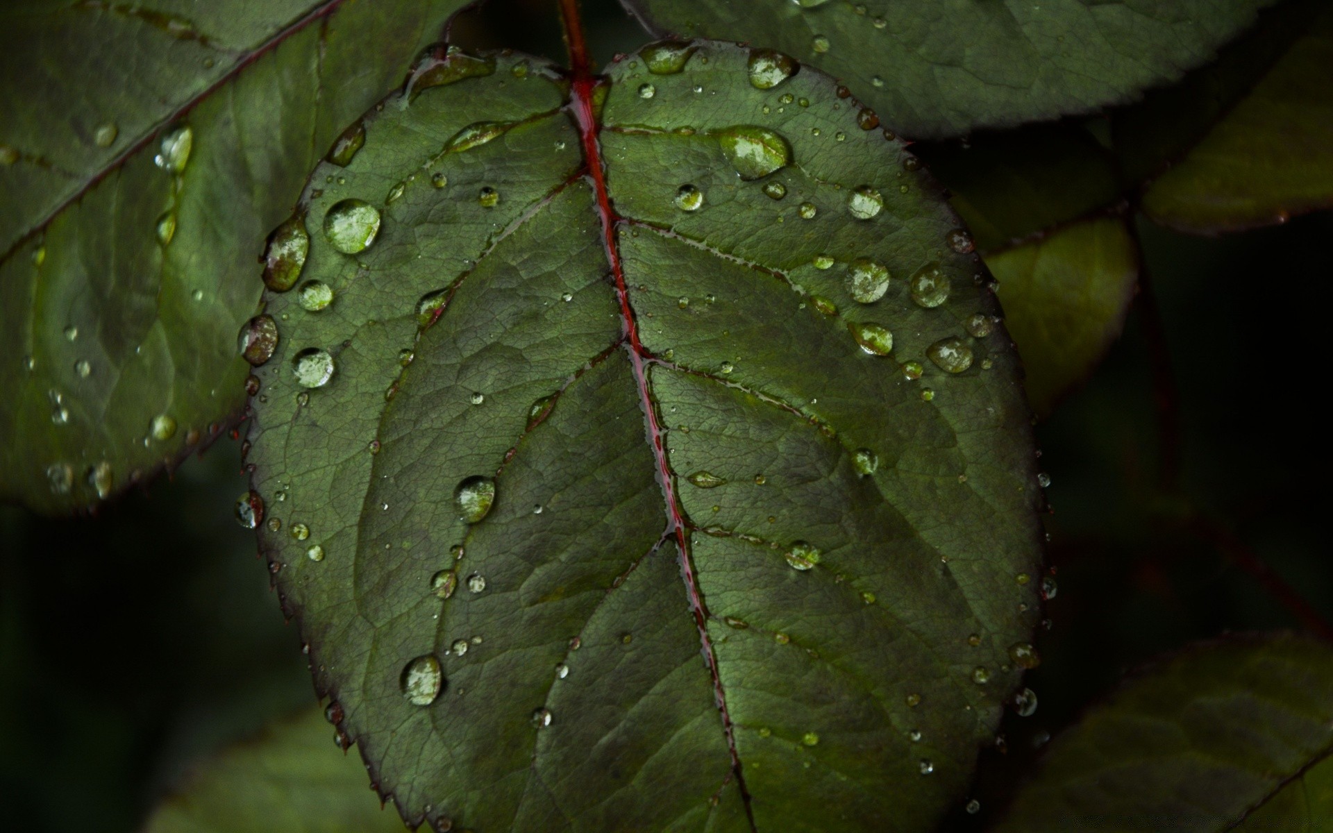 macro hoja lluvia naturaleza rocío flora caída crecimiento medio ambiente mojado al aire libre color textura árbol gotas venas jardín luz biología