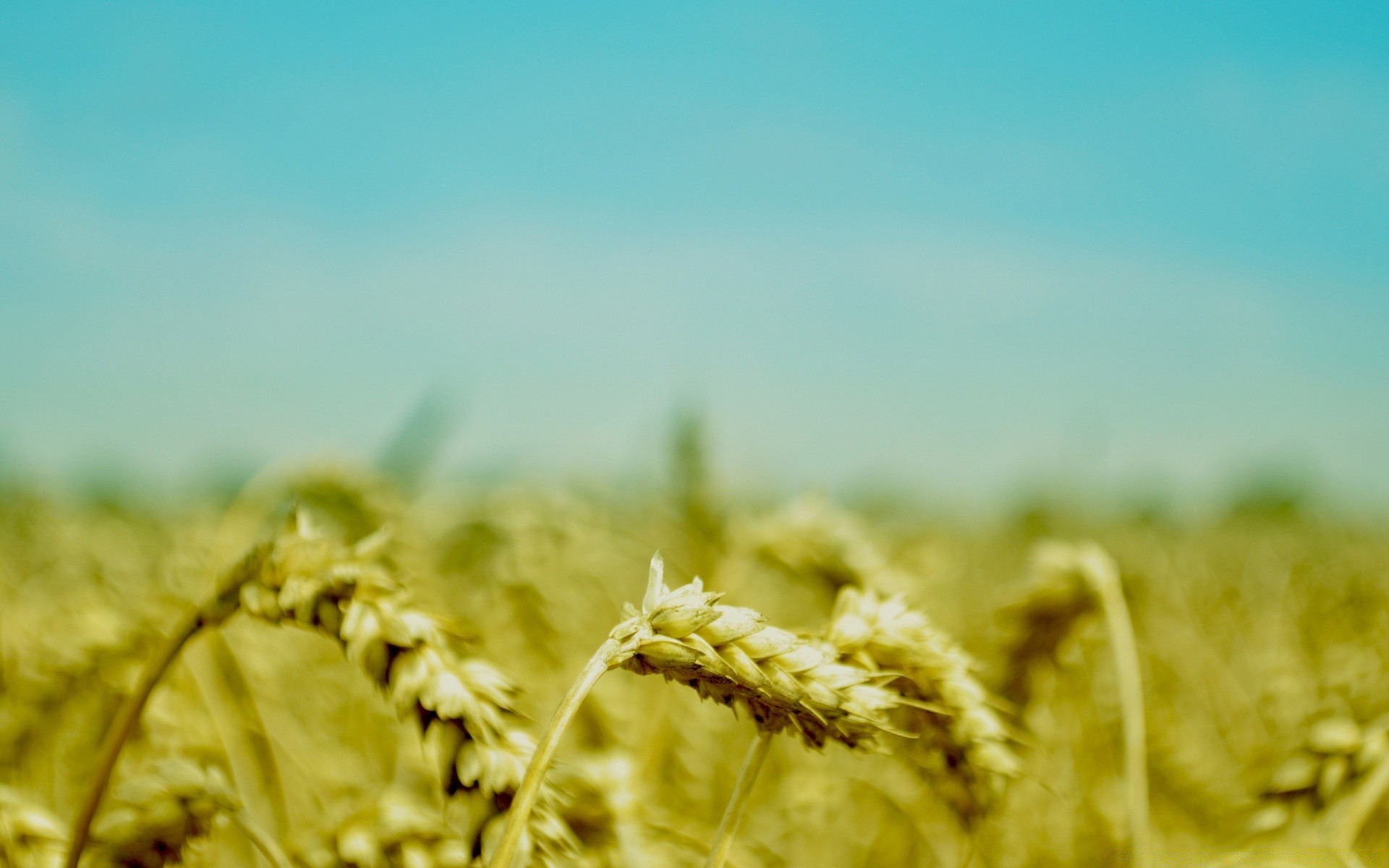 makro fotoğrafçılığı buğday tahıl ekmek mera kırsal mısır doğa güneş alan çavdar saman yaz büyüme çiftlik kırsal alan hasat güzel hava koşulları tarım arazileri altın çimen