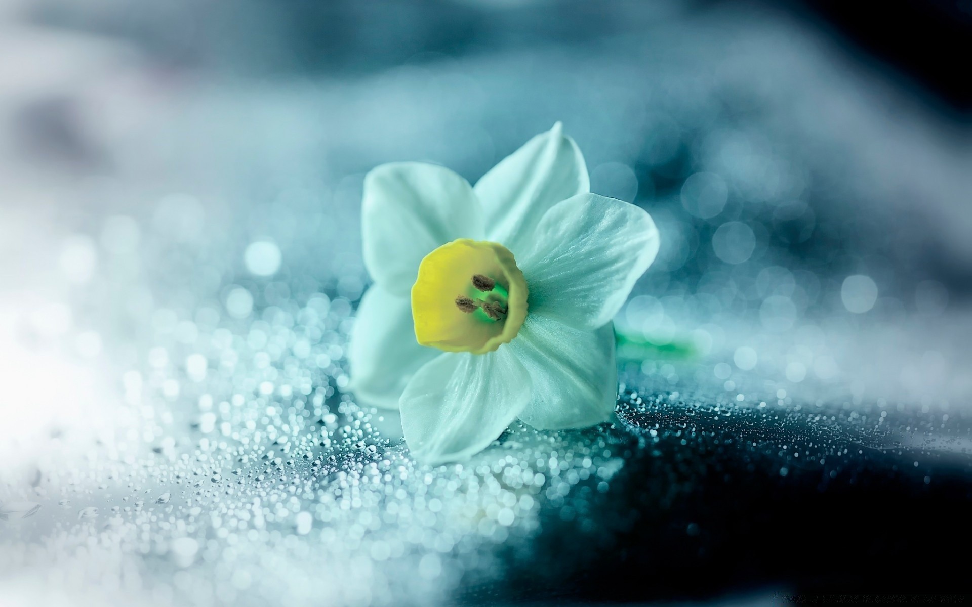 makroaufnahme schnee unschärfe winter natur blume schließen wasser stillleben desktop im freien sommer kälte