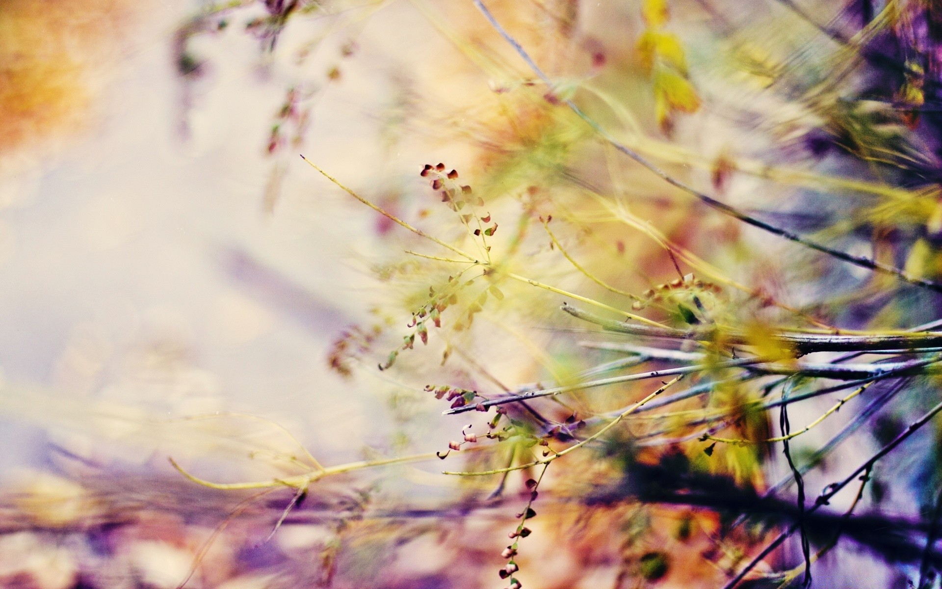 makro natur blume flora farbe schön sommer desktop abstrakt im freien garten hell unschärfe blumen muster textur schließen blatt wachstum