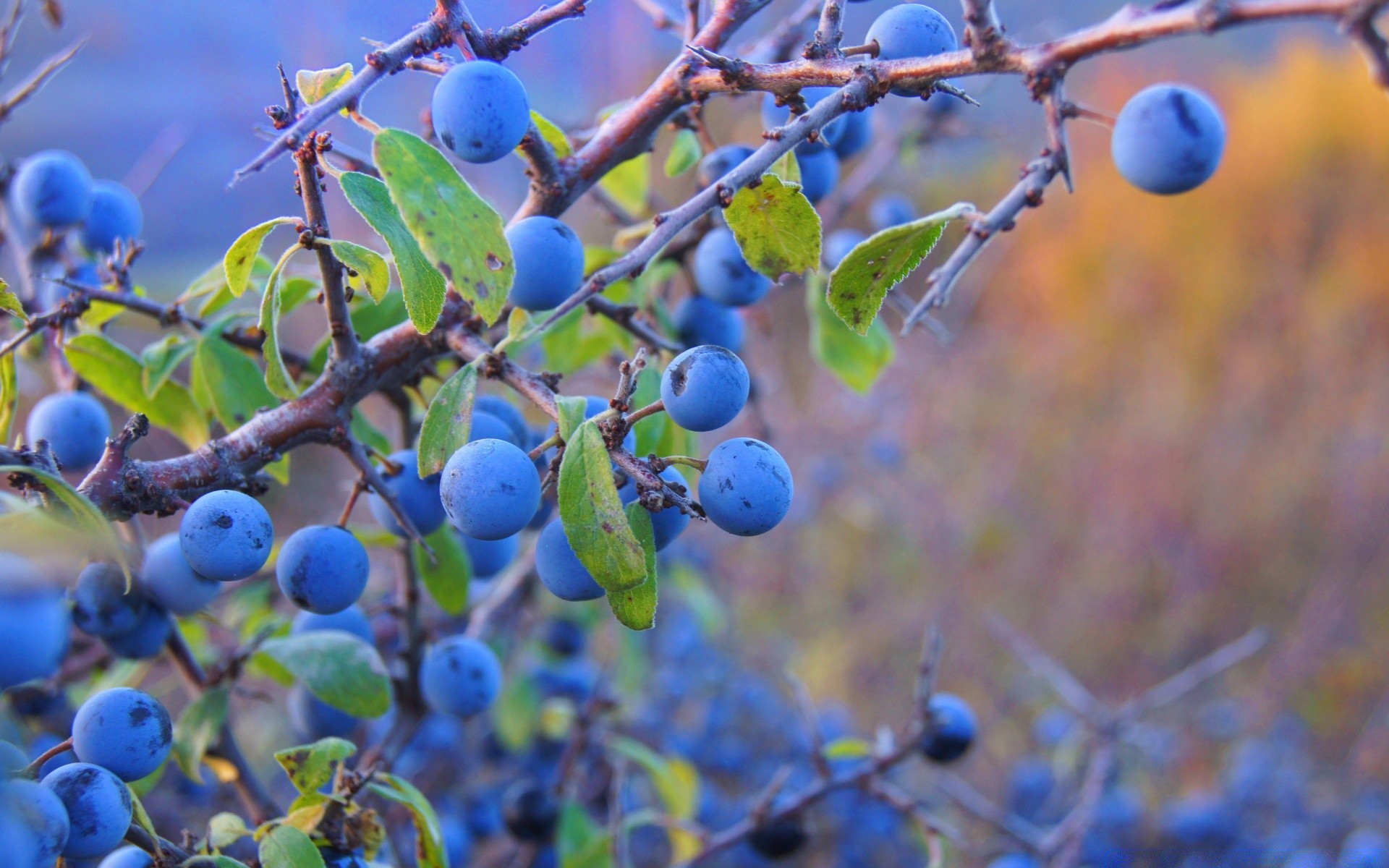 makro fotoğrafçılığı meyve doğa ağaç yaprak şube açık havada flora büyümek mera yaz renk sonbahar bahçe güzel hava çilek yemek