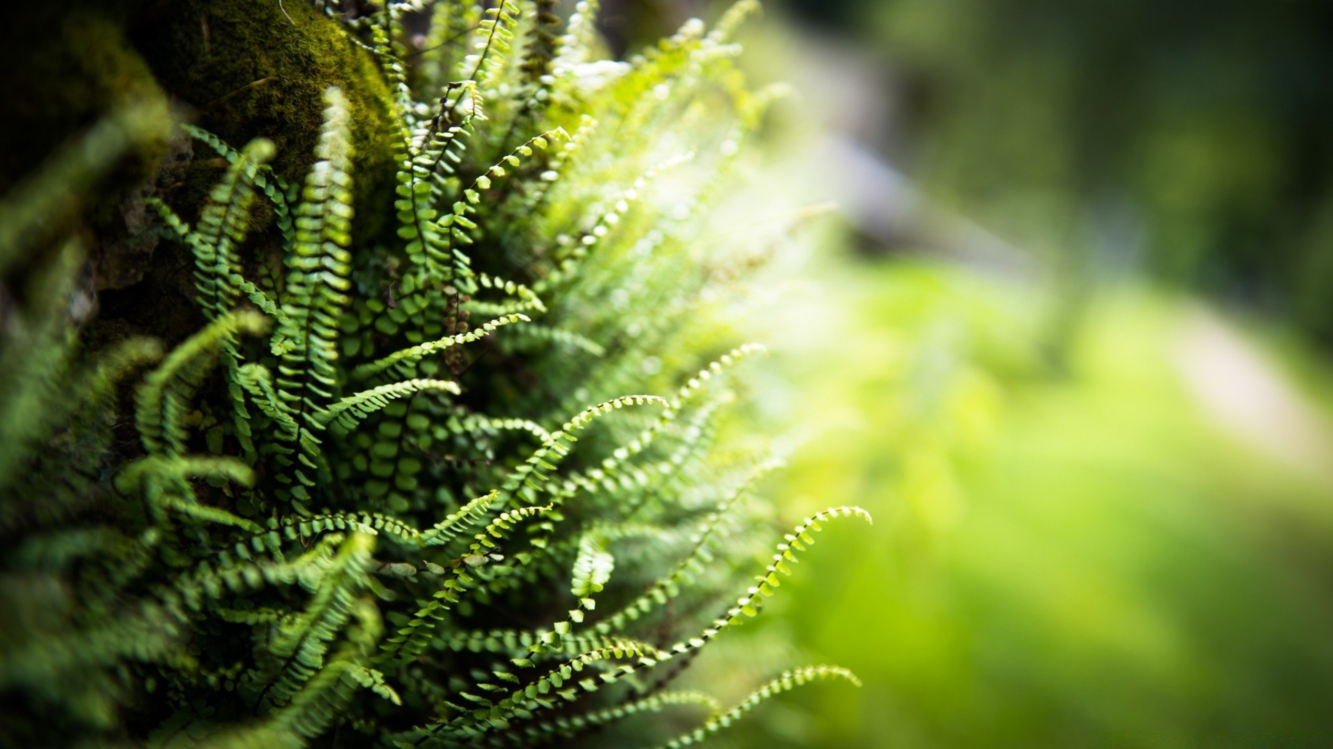 makro fotoğrafçılığı fern doğa yaprak flora büyüme açık havada bulanıklık cephe yaz bahçe biyoloji ortamlar ağaç çimen yakın çekim yemyeşil ahşap