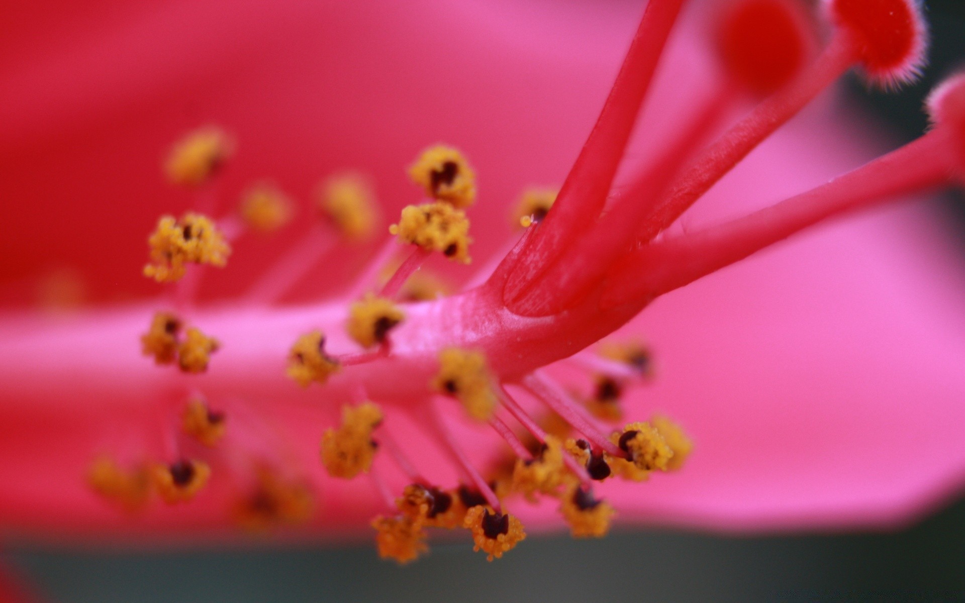 macro fiore petalo natura flora polline giardino fioritura insetto rosa floreale compagno ibisco colore sfocatura estate foglia delicato