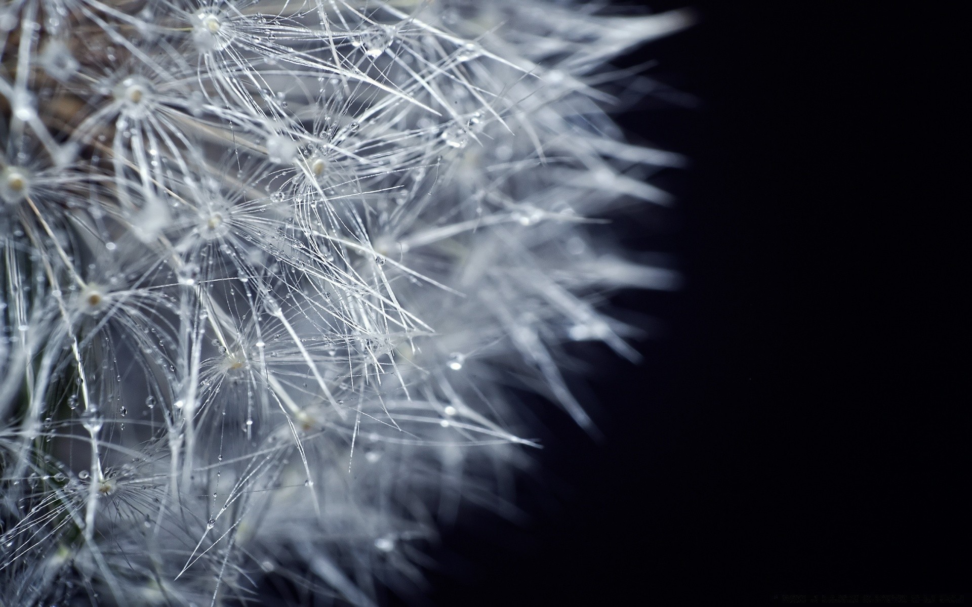 makro flamme feuerwerk abstrakt hell löwenzahn farbe explosion kunst festival blitz natur licht dunkel weihnachten monochrom