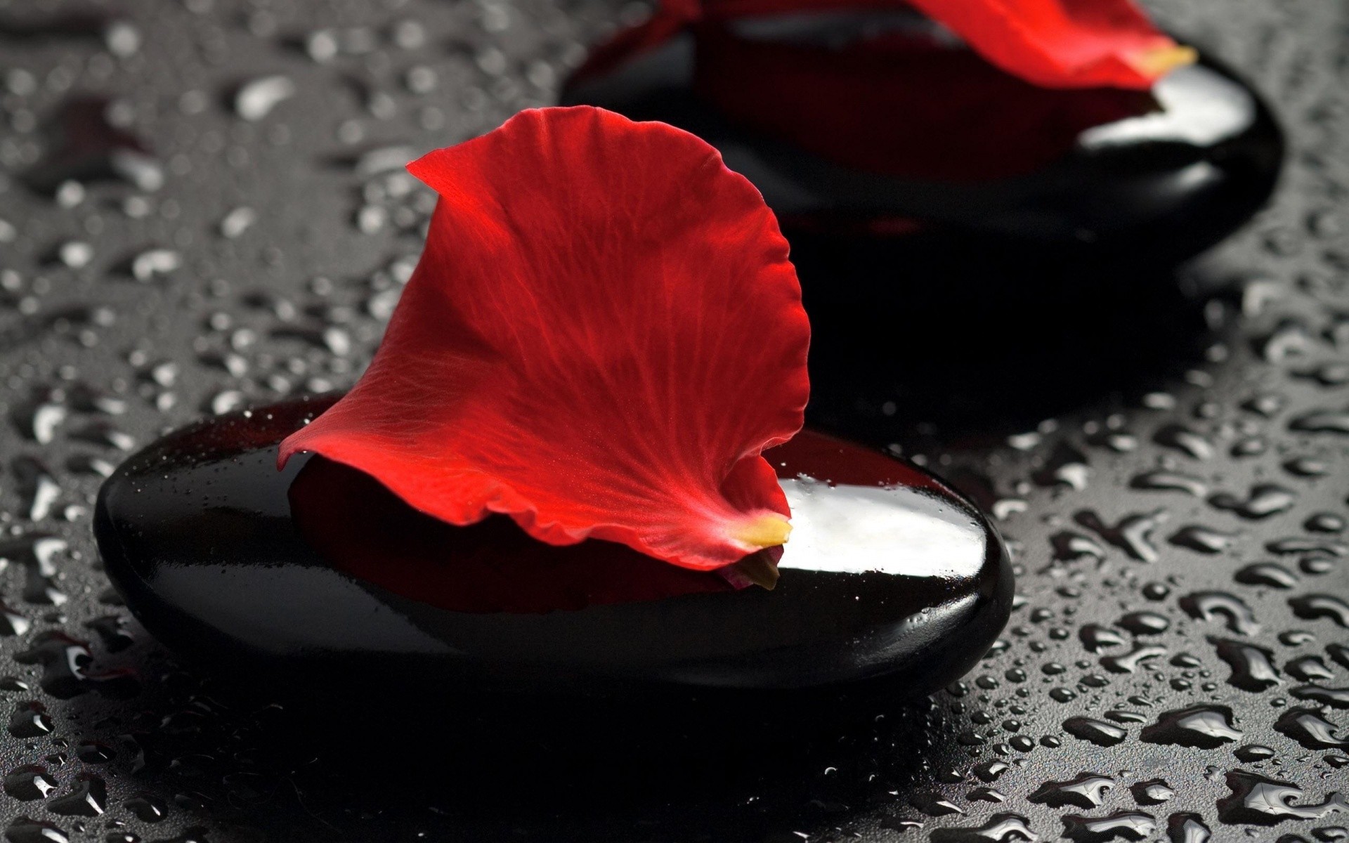 macro zen flower rock meditation still life relaxation nature love outdoors water