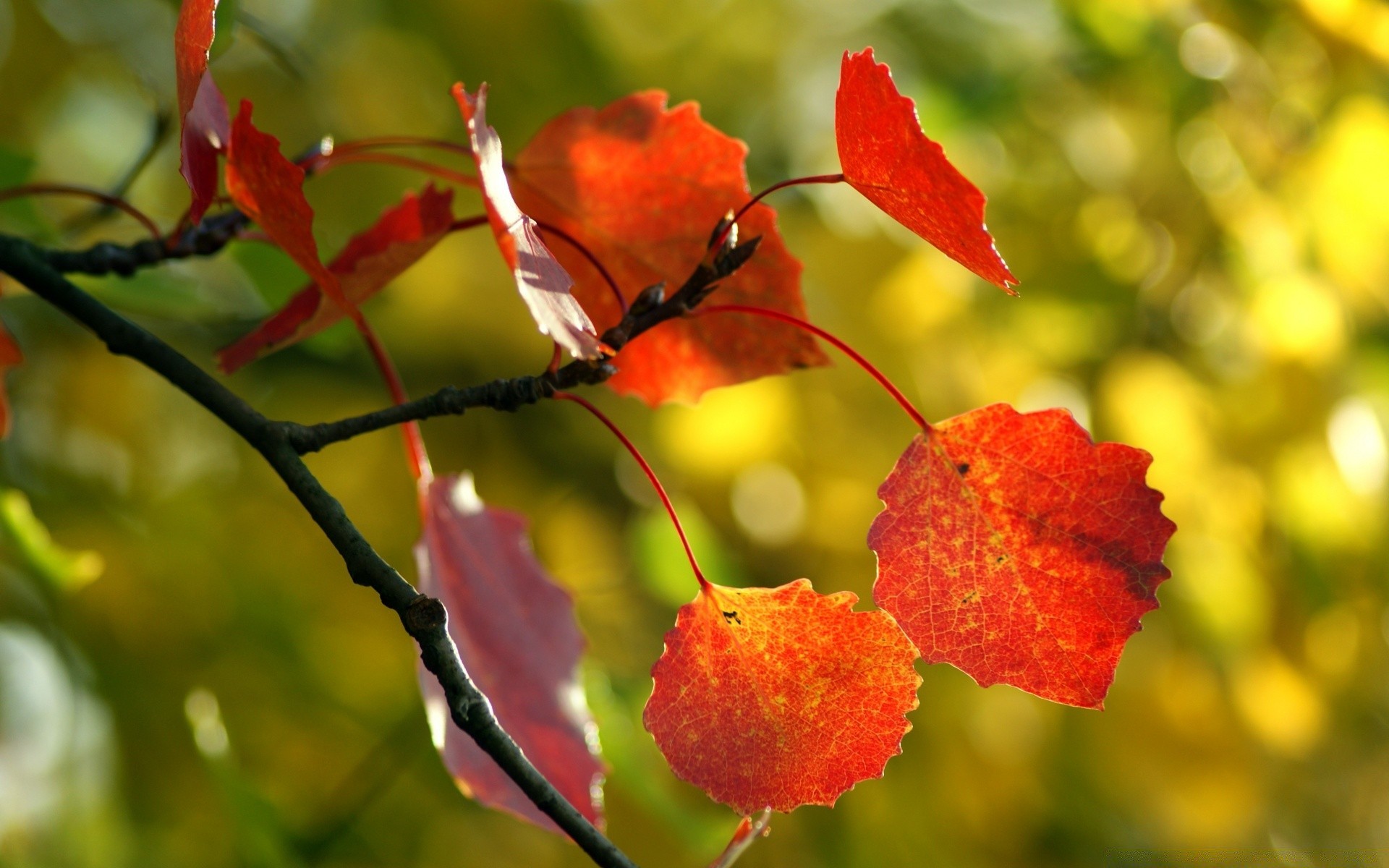 makroaufnahme blatt natur herbst baum flora farbe im freien filiale saison hell garten sommer gutes wetter blume park