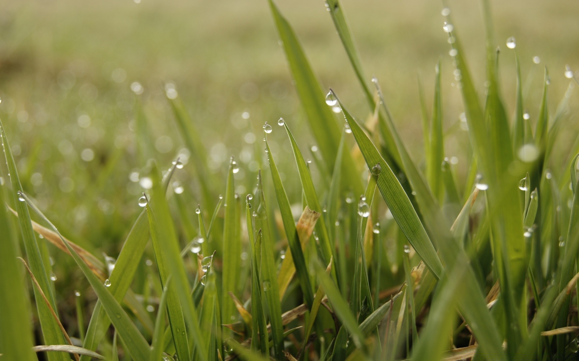 fotografia macro grama orvalho gramado campo ascensão queda feno lâmina flora chuva amanhecer jardim folha natureza exuberante verão ambiente molhado gotas rural