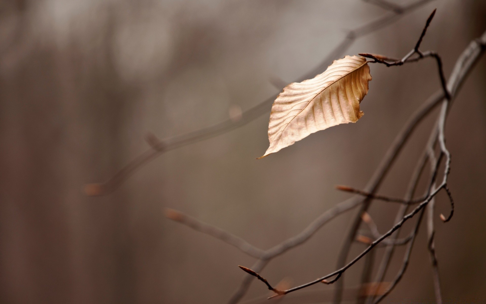 macro nature fall tree leaf blur outdoors insect one winter backlit light daylight bird dawn