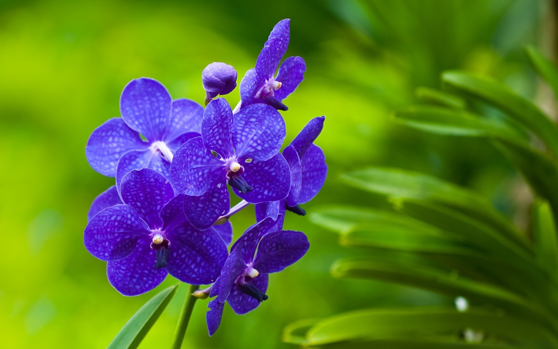 makro natura flora tropikalny liść kwiat ogród lato wzrost kwiatowy płatek kolor bluming żywy oddział egzotyczny botaniczny zbliżenie żywy