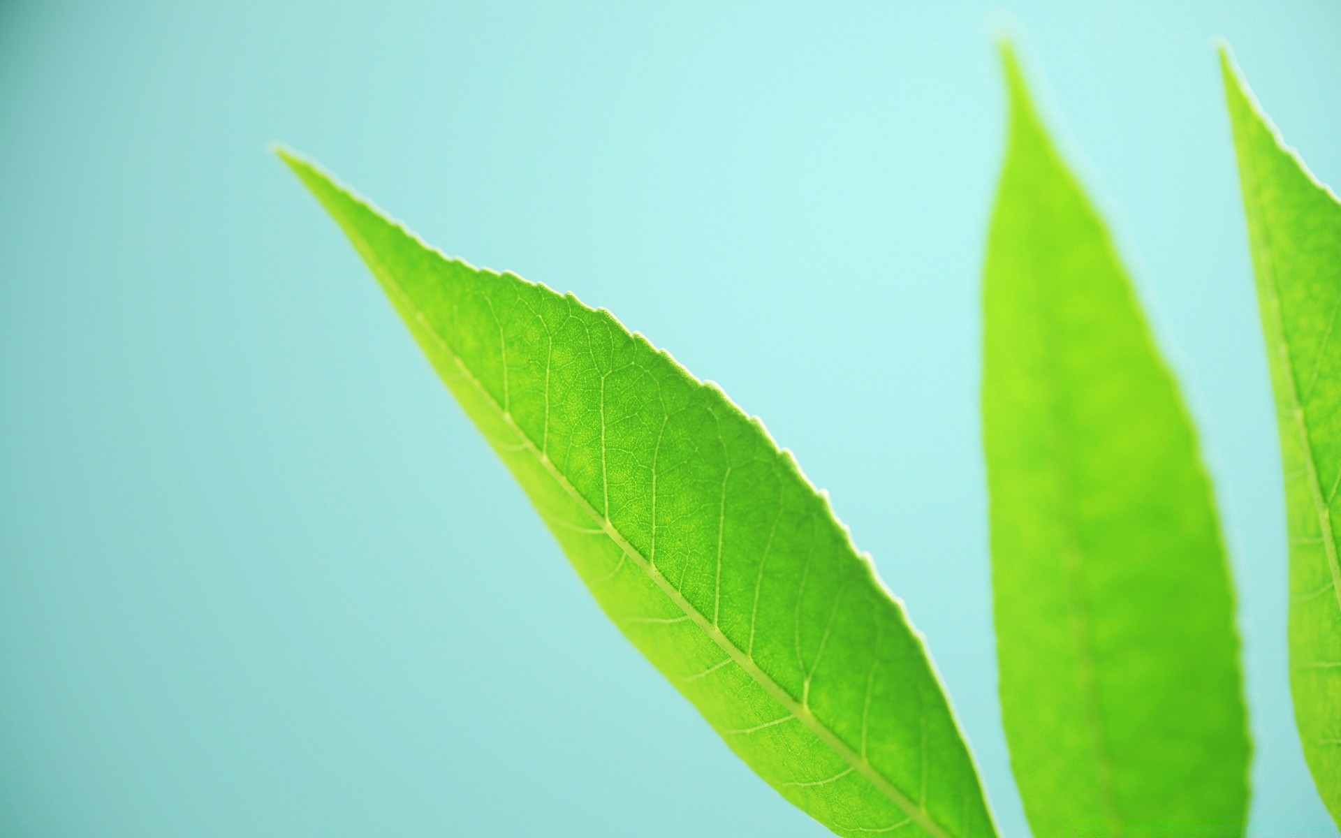 macro leaf growth nature flora purity ecology lush dew rain environment bright outdoors