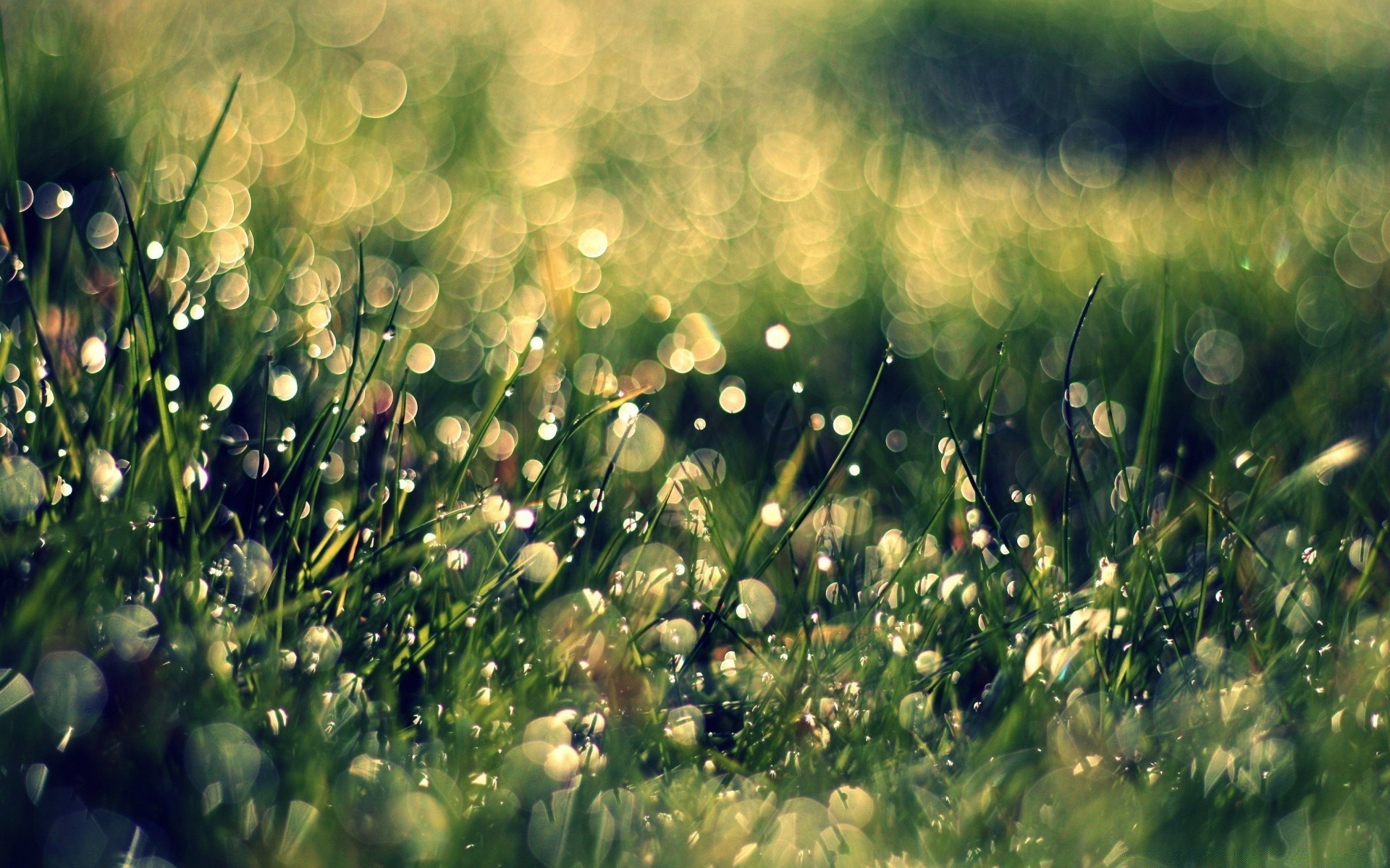 macro grass nature dew summer hayfield dawn rain sun flora field lawn fair weather drop growth leaf garden flower outdoors blur bright