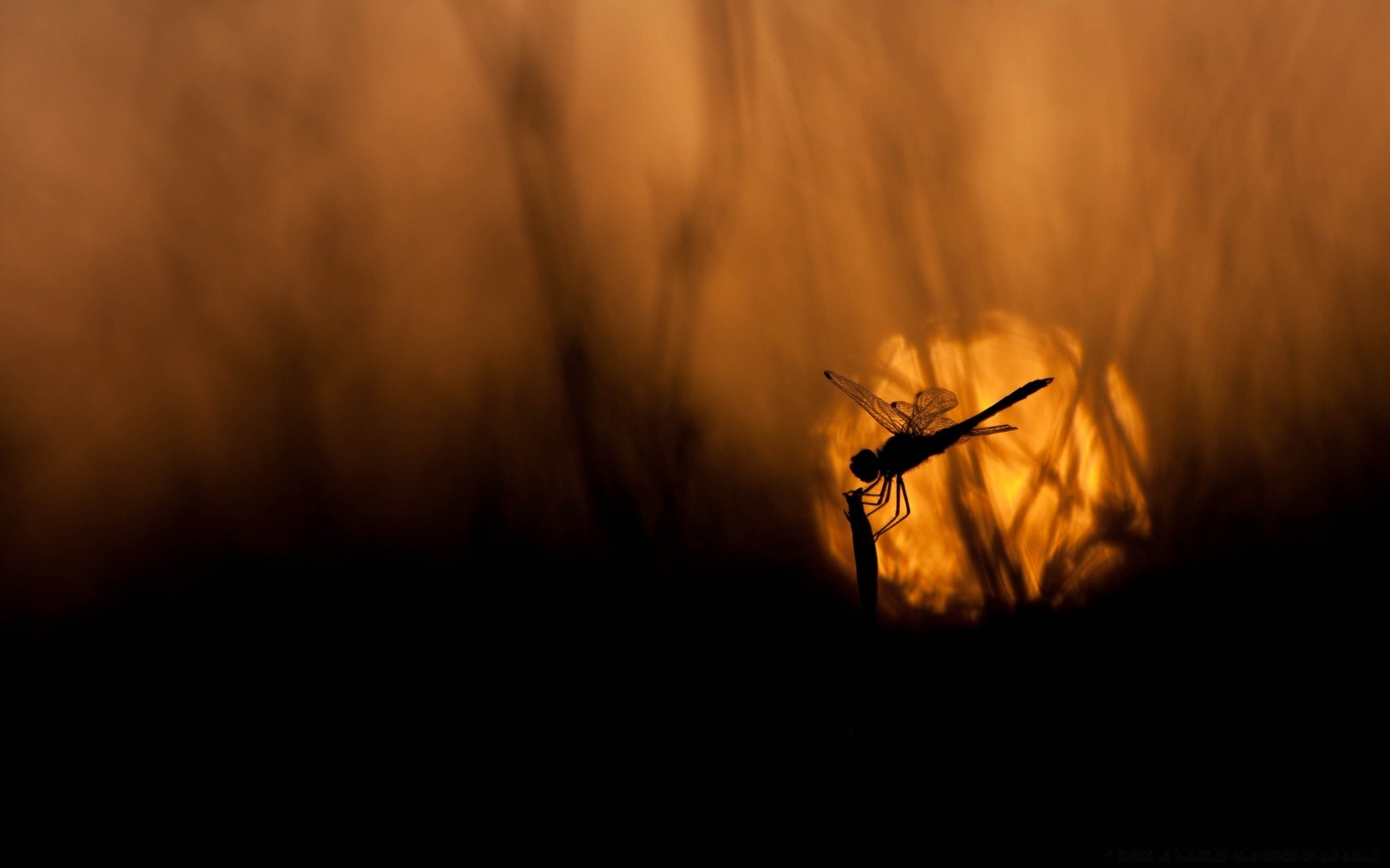 macro insetto tramonto illuminato silhouette fauna selvatica luce sfocatura