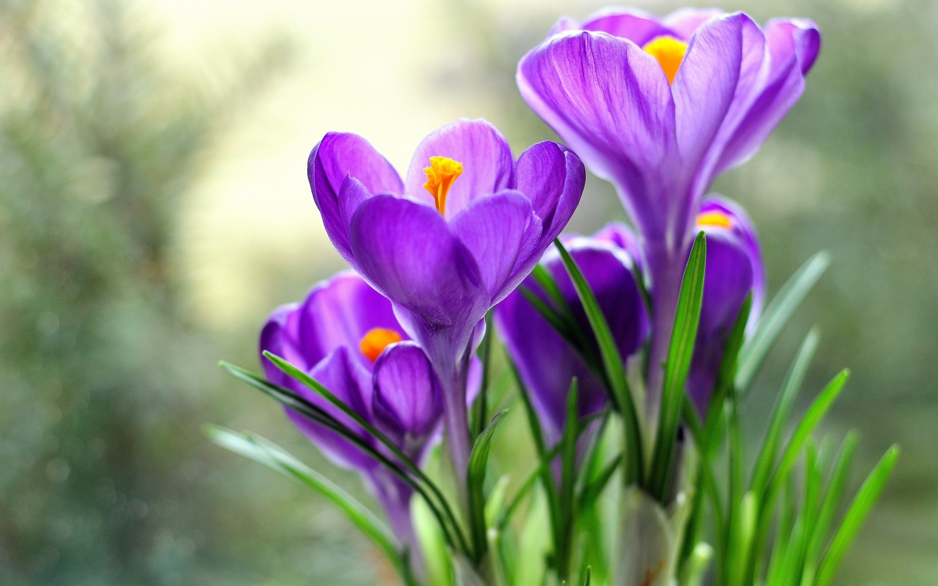 macro nature flower flora leaf garden summer color blooming floral bright crocus easter growth petal season outdoors grass delicate