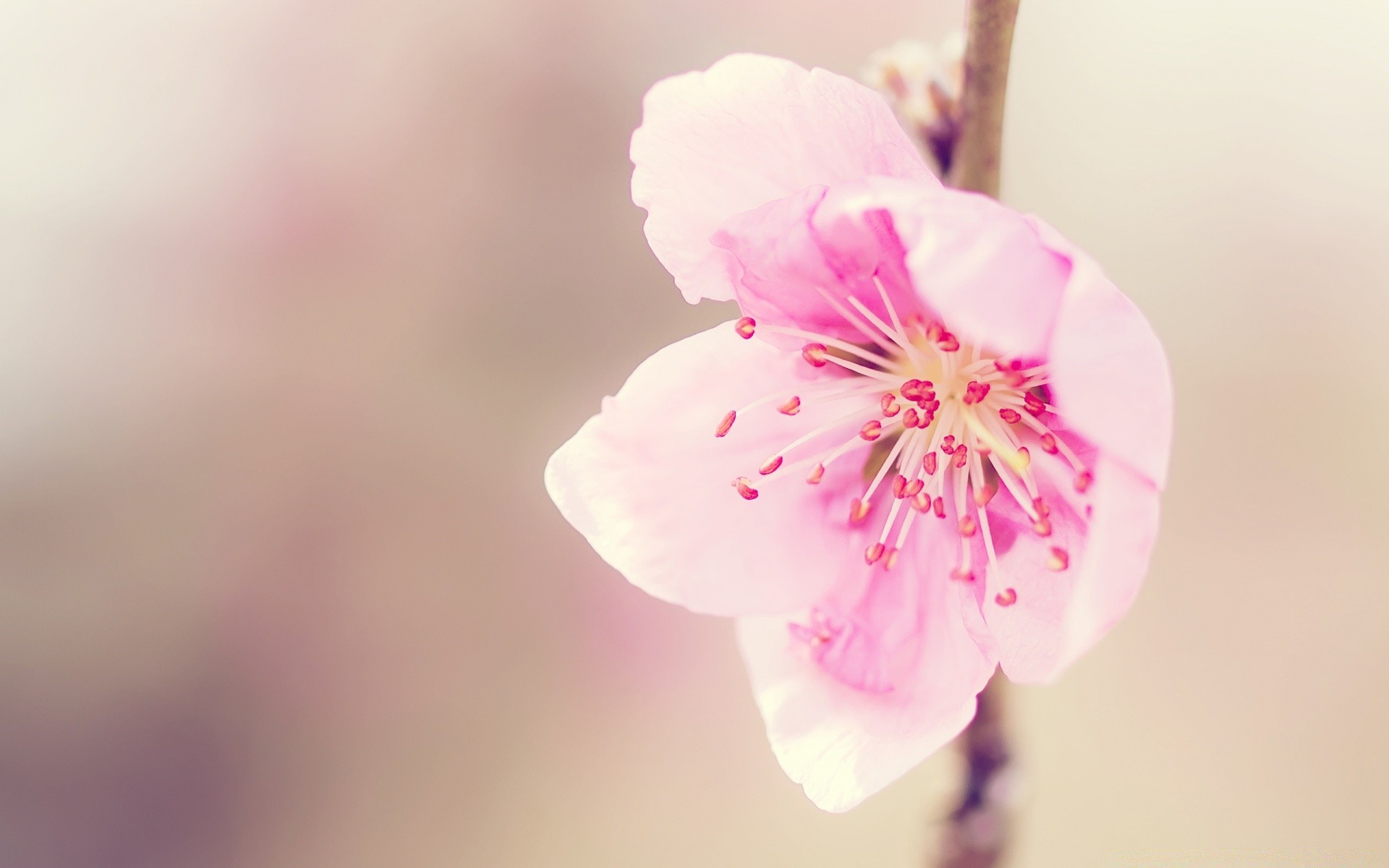 macro nature flower leaf cherry delicate summer blur bright outdoors flora growth easter