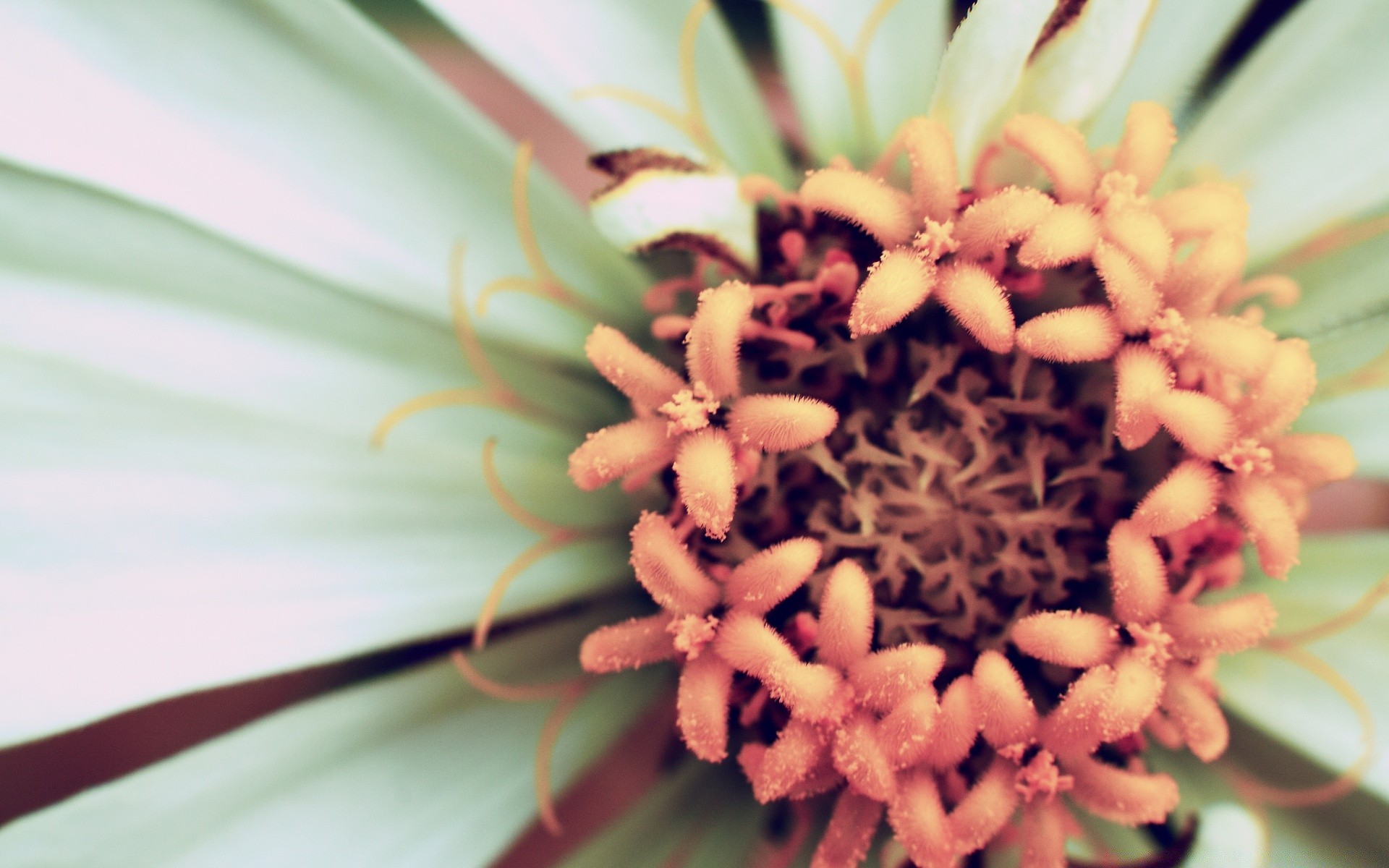 makro kwiat natura flora lato kolor kwiatowy piękny zbliżenie liść