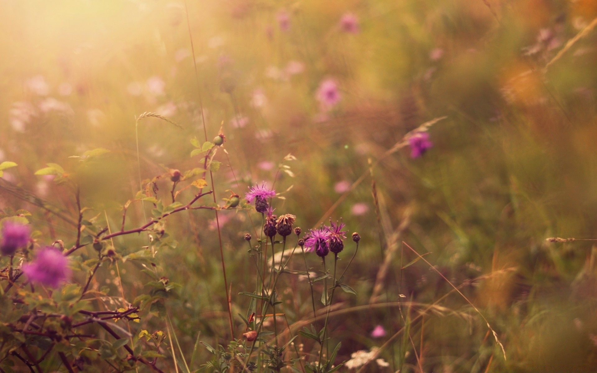 macro flower field hayfield nature garden sun summer flora grassland dawn grass landscape color wild outdoors fair weather environment blooming floral