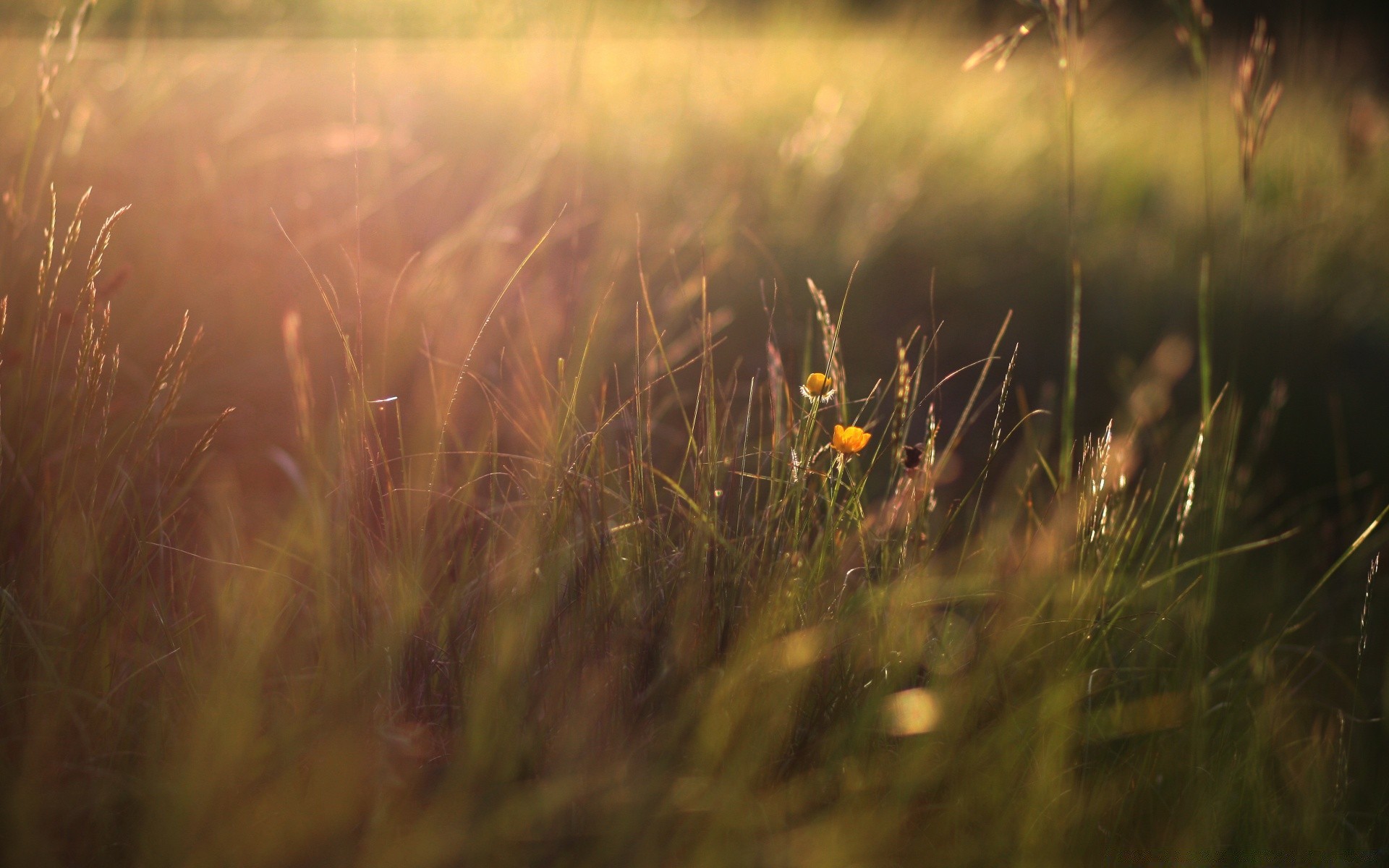 macro campo erba sole pascolo alba fieno paesaggio tramonto fattoria rurale sfocatura bel tempo natura luce estate fiore prato paese pascolo all aperto