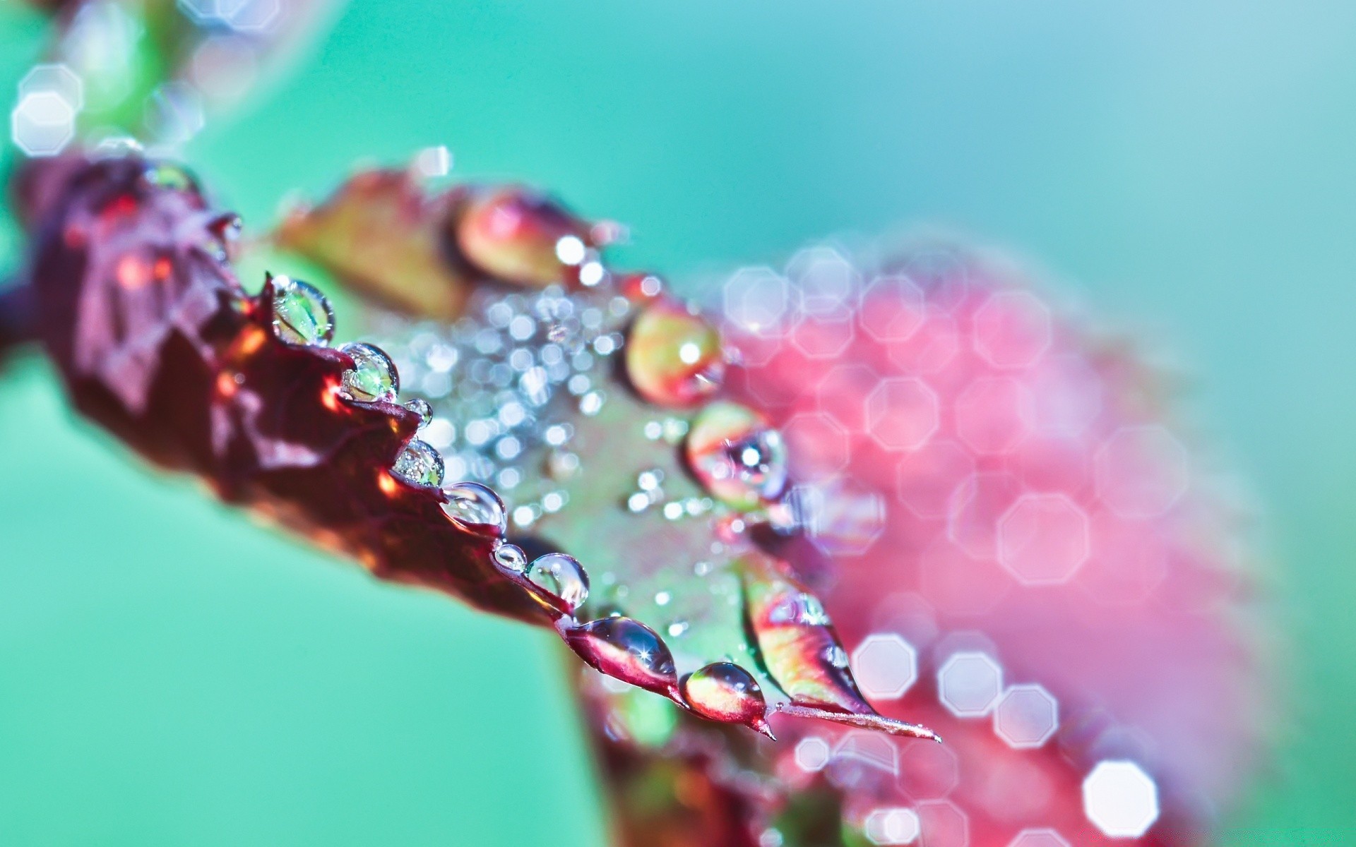 macro drop water desktop nature color bubble flower close-up summer