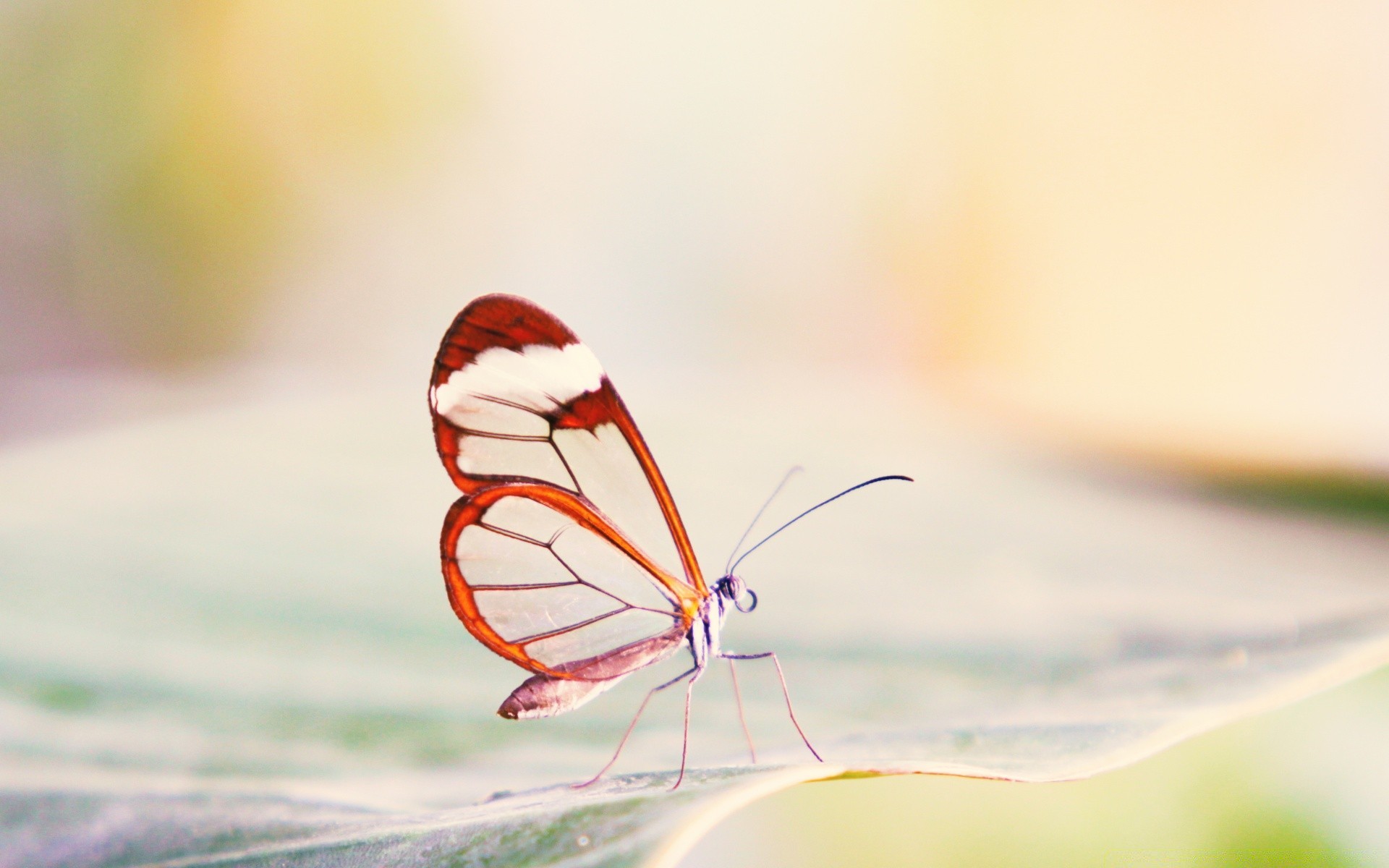 makro fotoğrafçılığı doğa kelebek böcek yaz bulanıklık çimen çiçek yaprak kanat açık havada renk bahçe sinek flora parlak masaüstü hayvan yakın çekim küçük