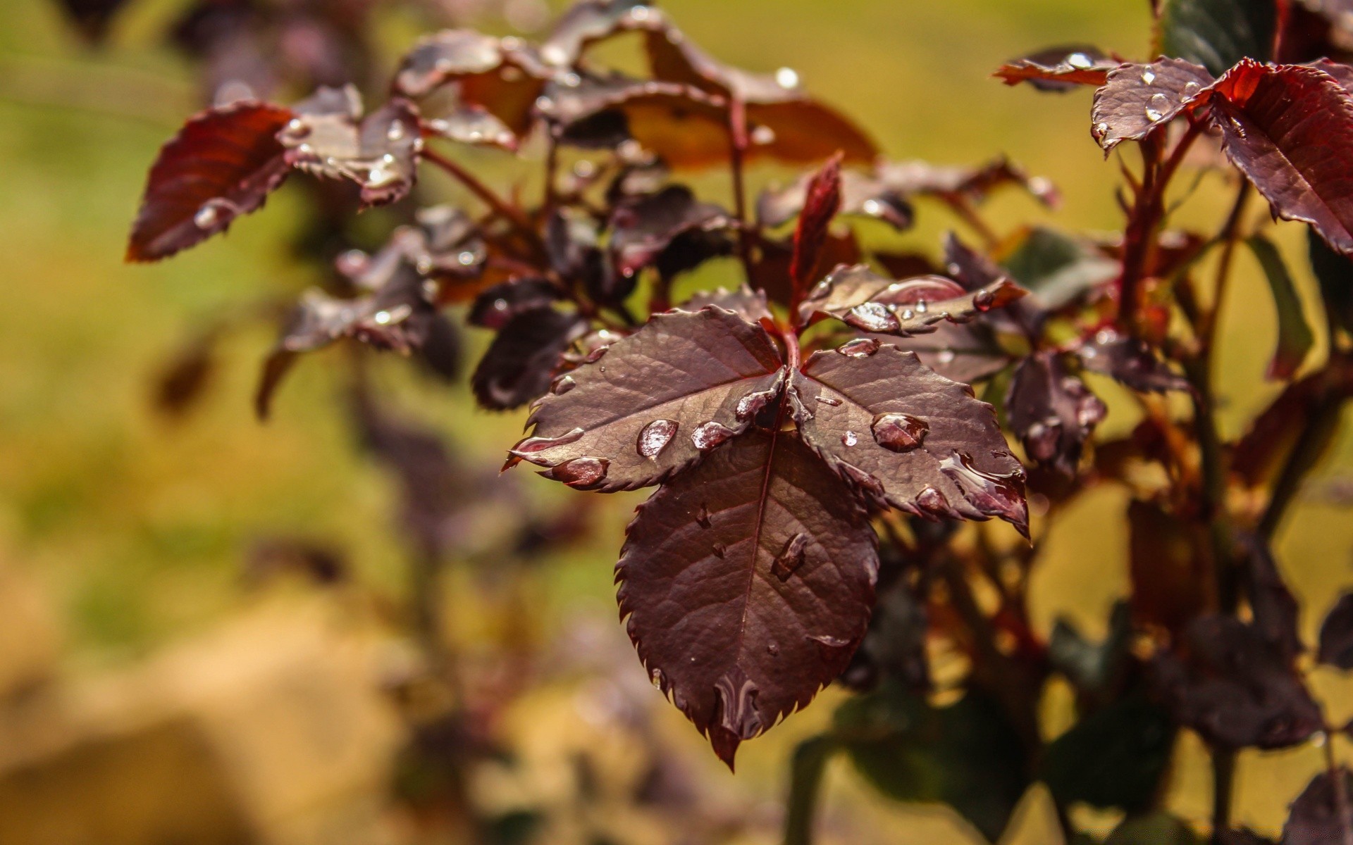 makro liść natura jesień na zewnątrz flora kolor drzewa sezon kwiat ogród drewno światło oddział lato park jasny