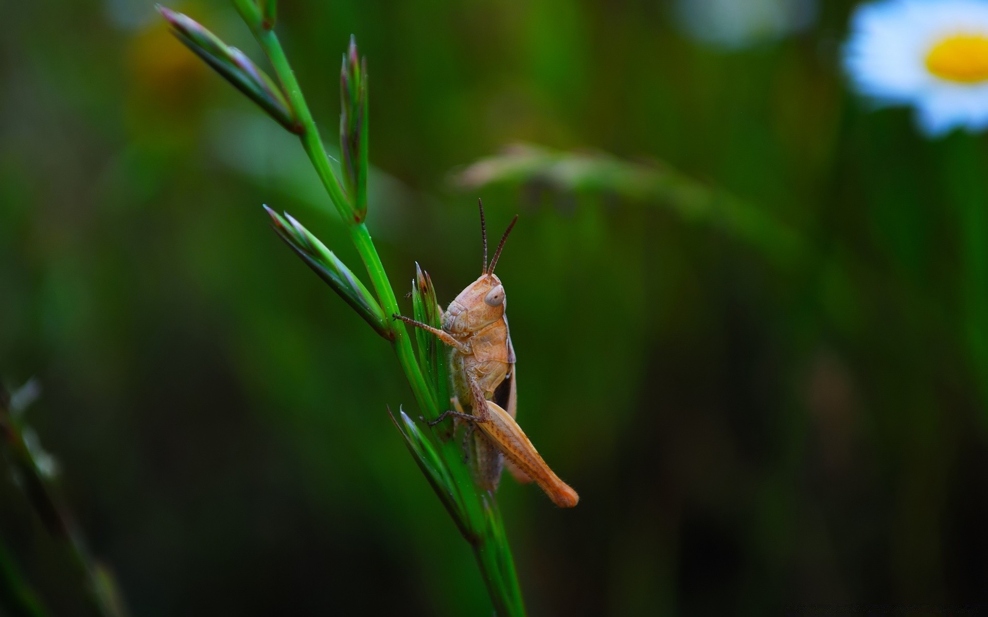 macro inseto folha vida selvagem natureza invertebrados animal ao ar livre borrão flora ambiente gafanhoto pequeno grama biologia jardim verão selvagem