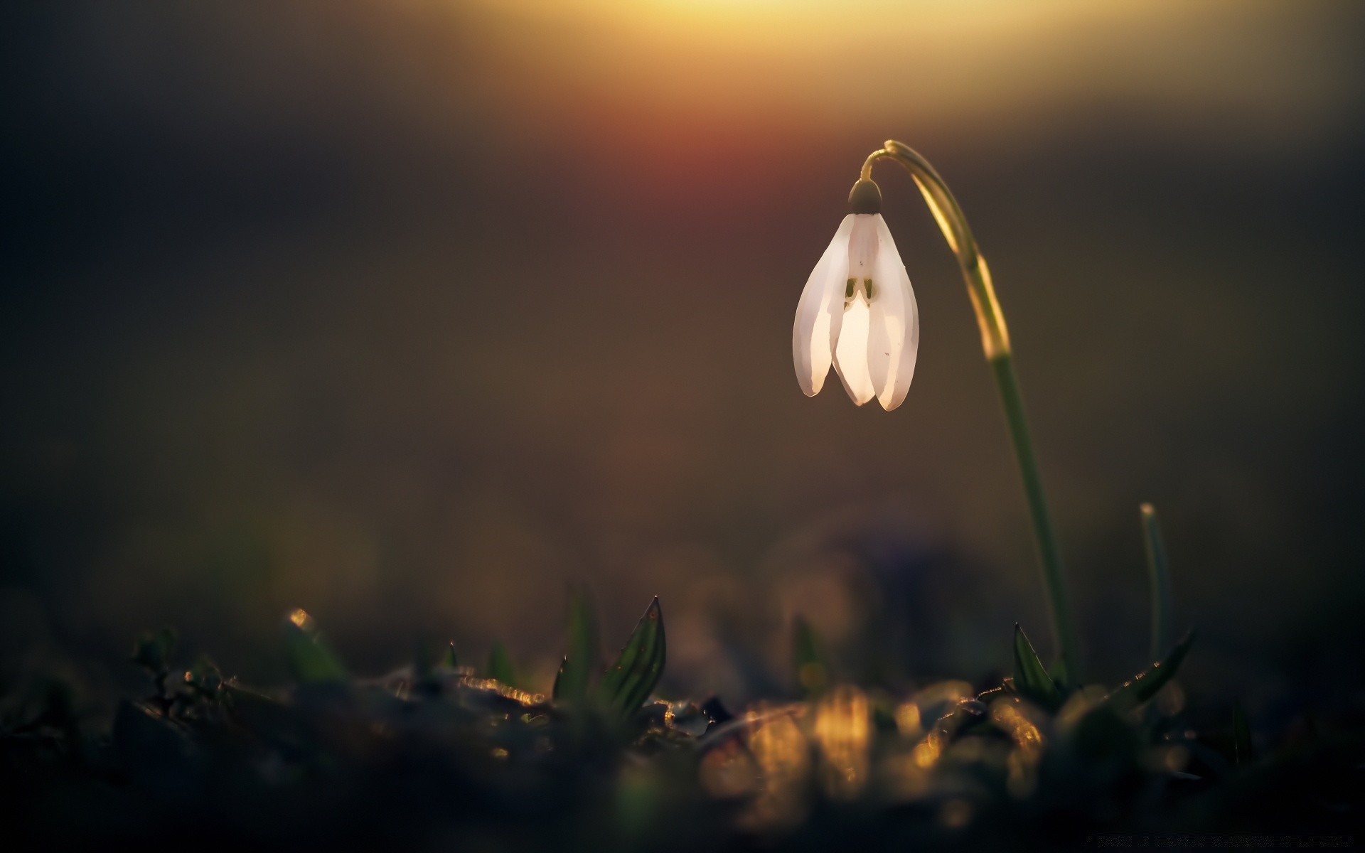 macro dawn nature blur flower light sunset outdoors sun grass sky fair weather landscape