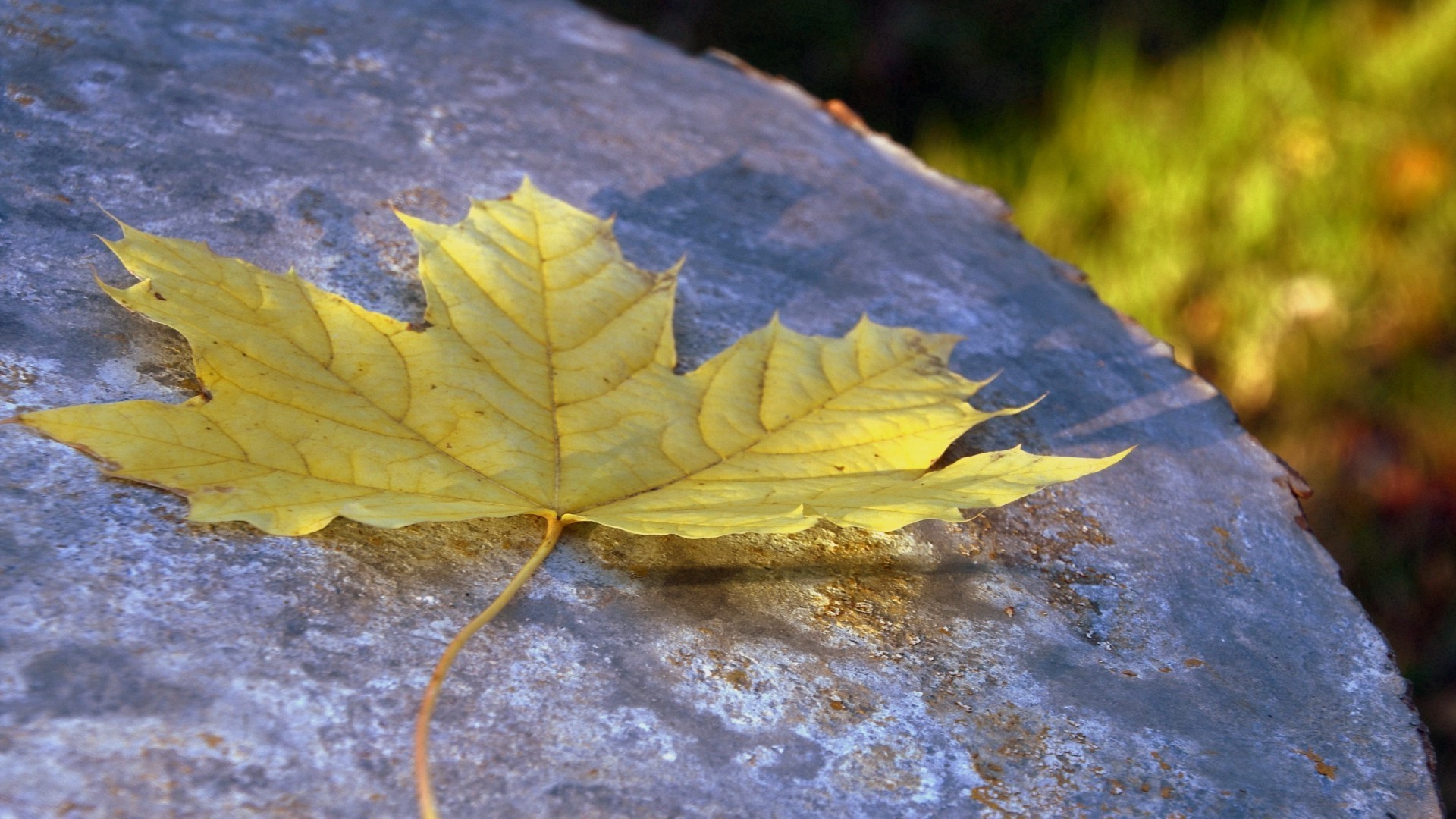 foglie autunno foglia natura maple outdoor flora stagione albero acqua parco di legno di colore bella luce del desktop ambiente luminoso