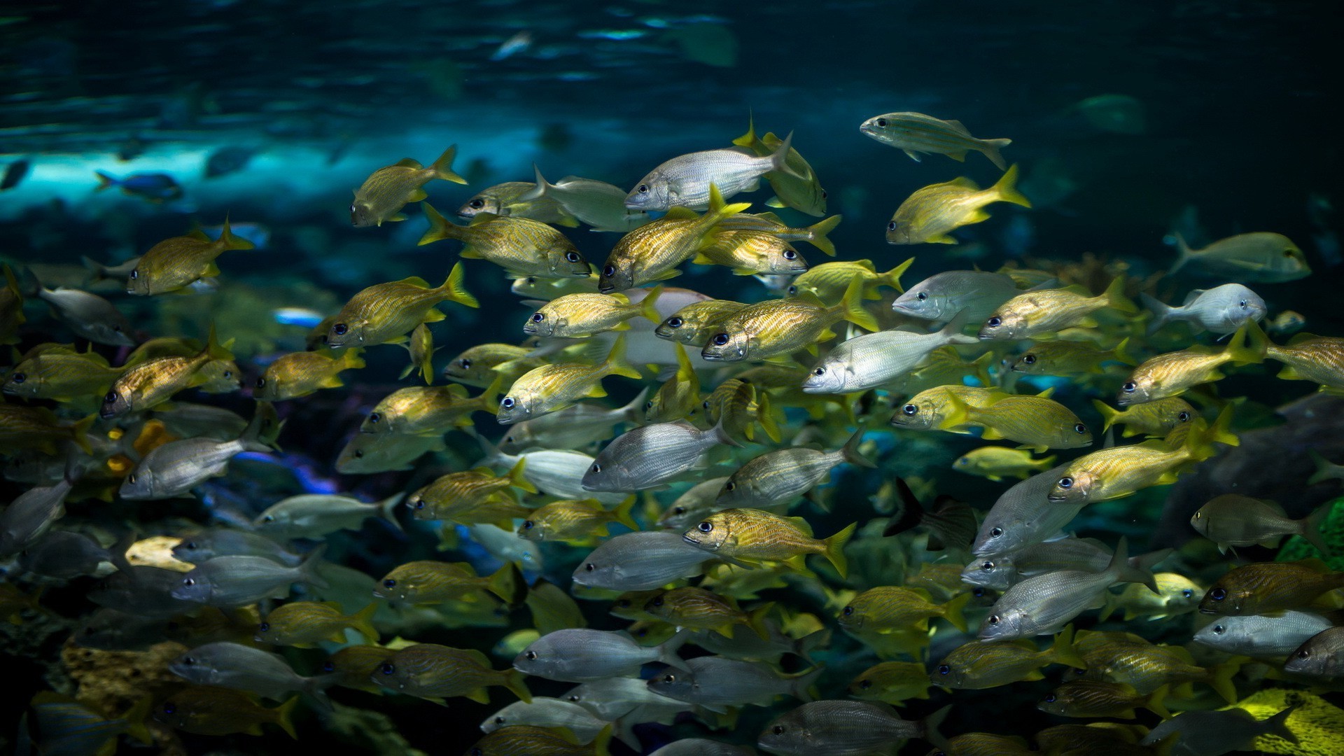 animaux sous-marin poissons eau mer océan récif corail tropical la nature la natation marine aquarium aquatique l écosystème l environnement l école la faune scooby