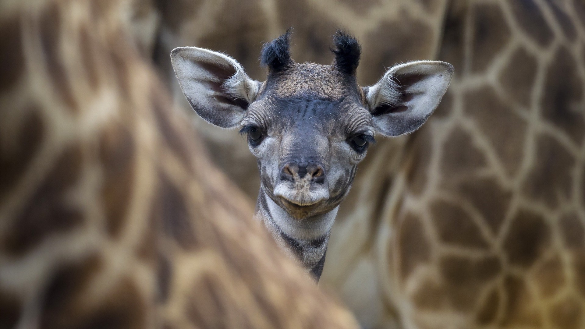 giraffen natur tierwelt säugetier tier porträt zoo wild niedlich