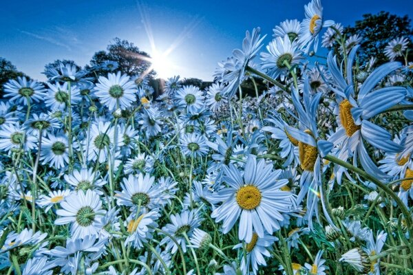 Kamillenfeld im Sommer Natur