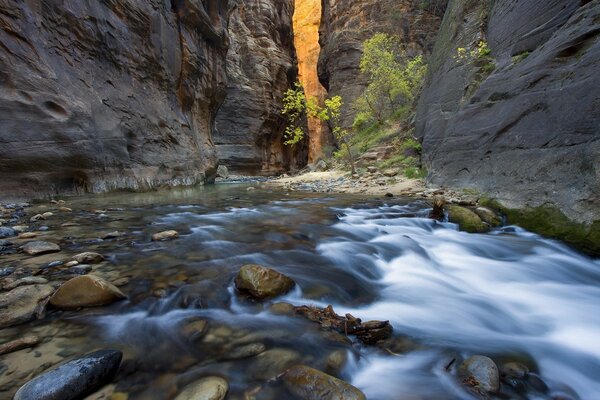 Trees grow on the bank of a mountain river