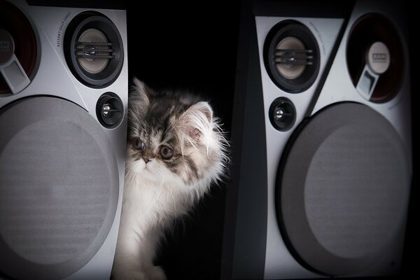 Cat between modern speakers