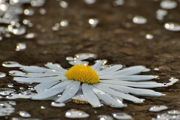 Camomille blanche sur l eau