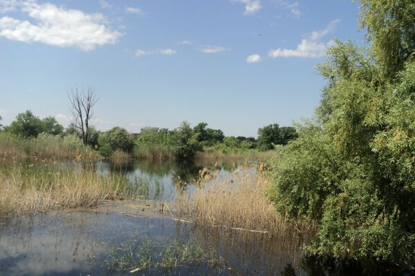 Frühlingslandschaft in einer ländlichen Wildnis