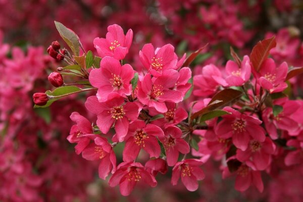 Sakura Giappone fioritura natura