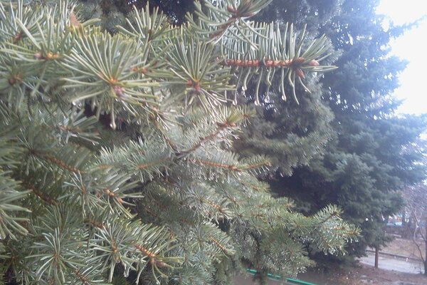 Hermosas ramas de pino en un árbol