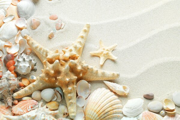 Estrela do mar e conchas na areia