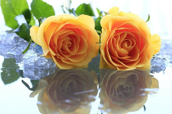 Romantic roses for your beloved